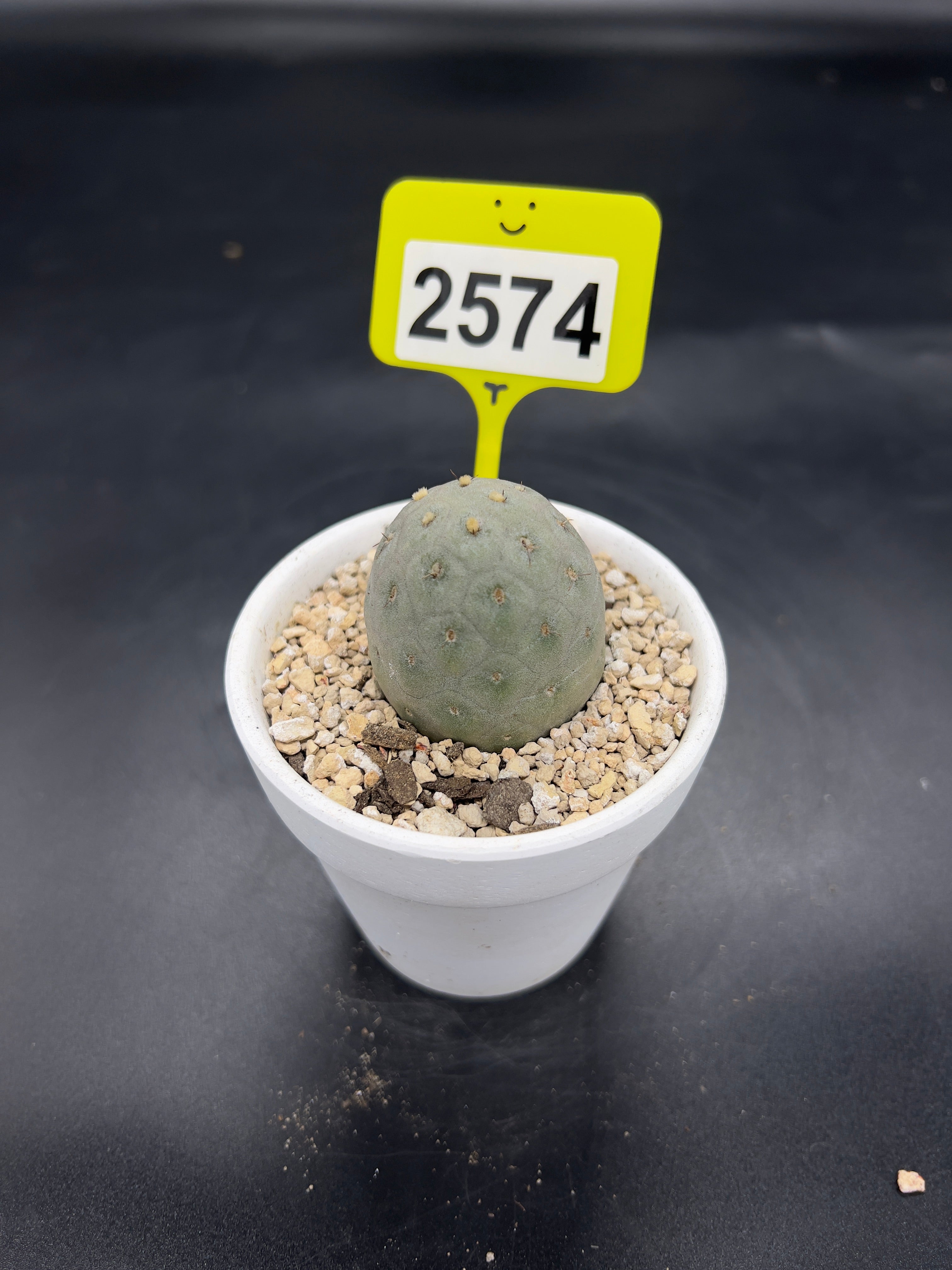 Tephrocactus geometricus #2574
