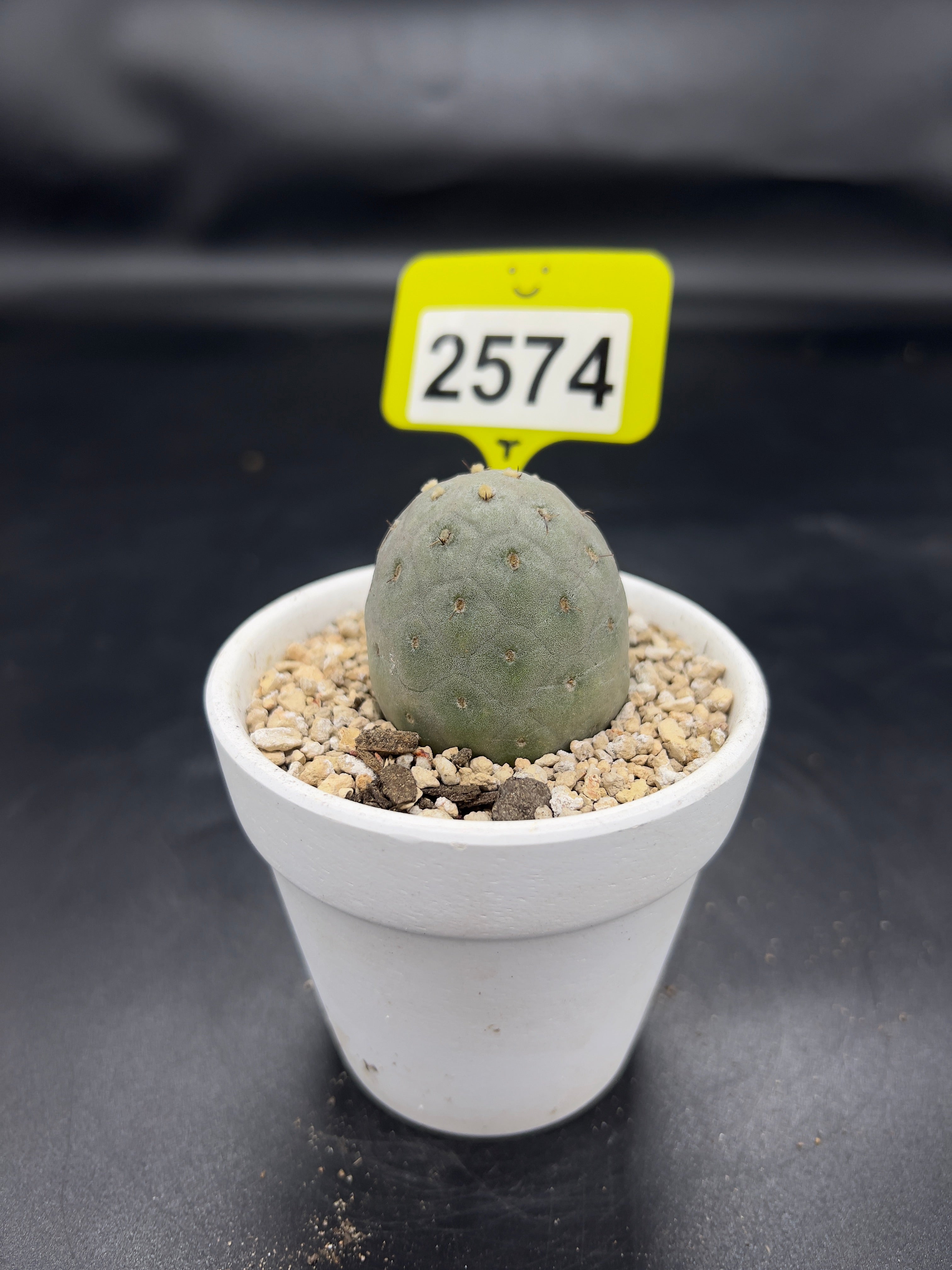Tephrocactus geometricus #2574