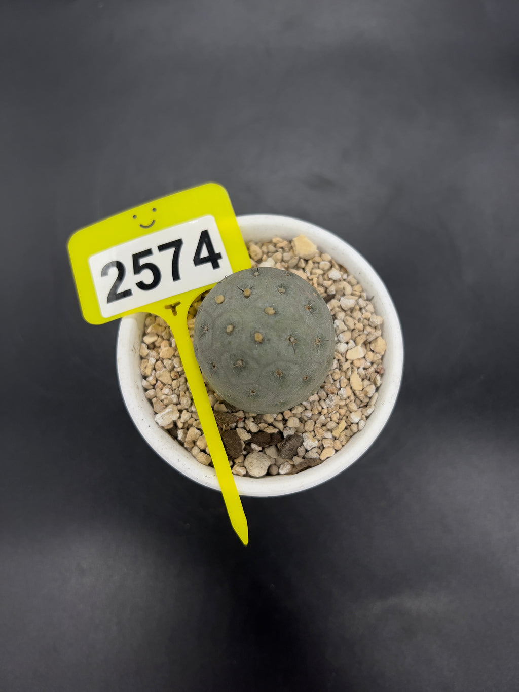 Tephrocactus geometricus #2574