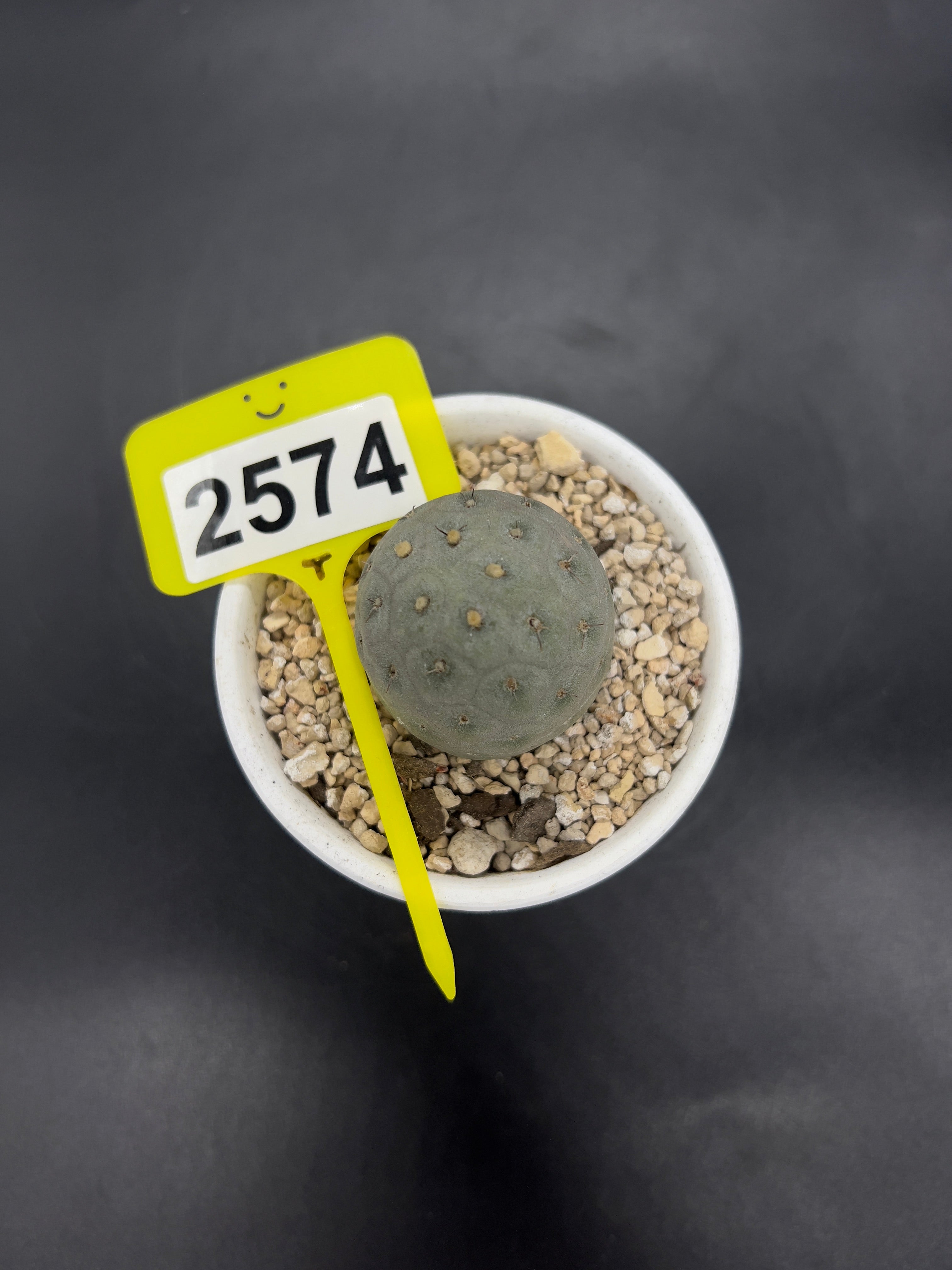 Tephrocactus geometricus #2574