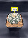 Astrophytum asterias "Super Kabuto" #2563