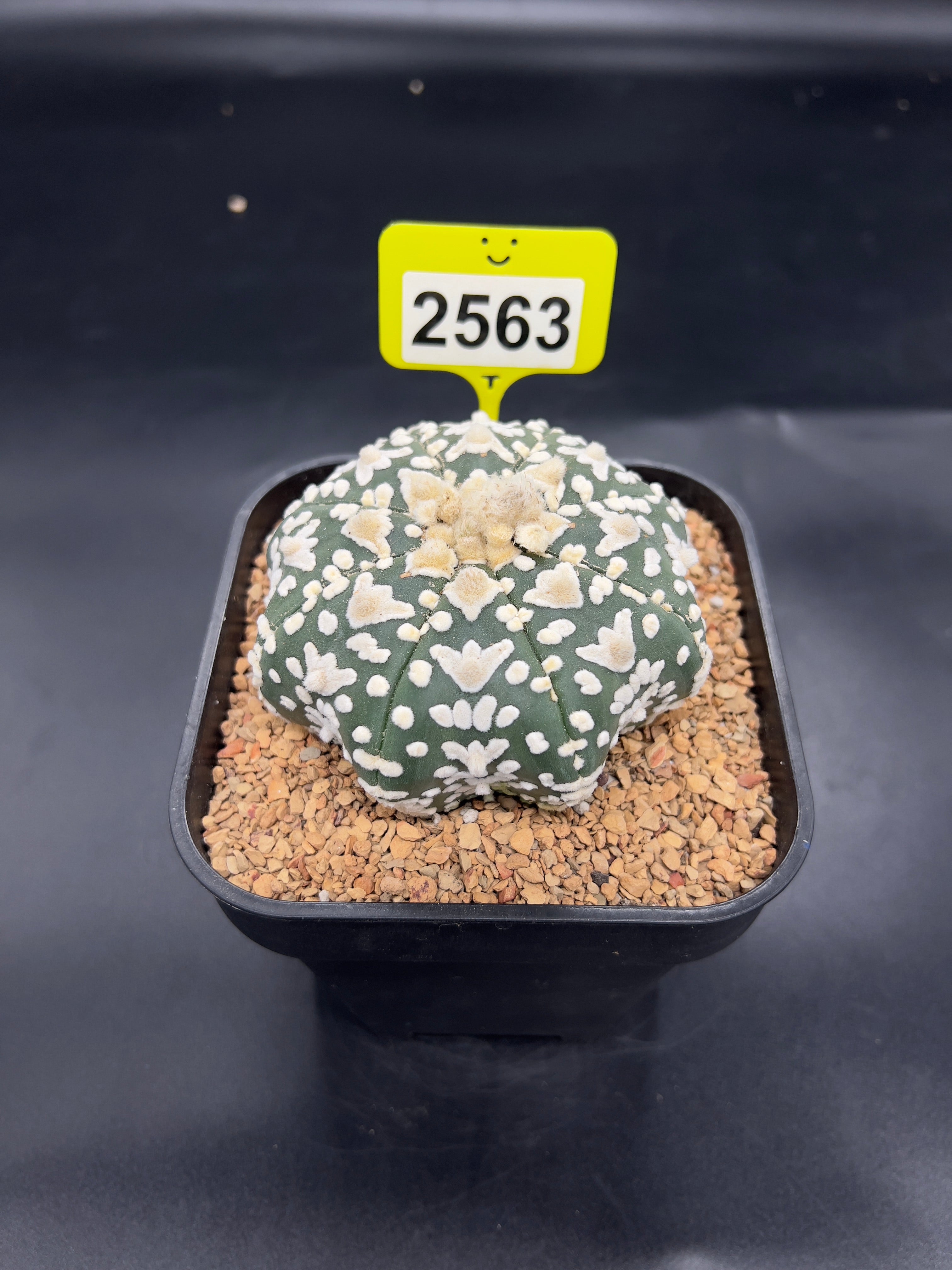 Astrophytum asterias "Super Kabuto" #2563