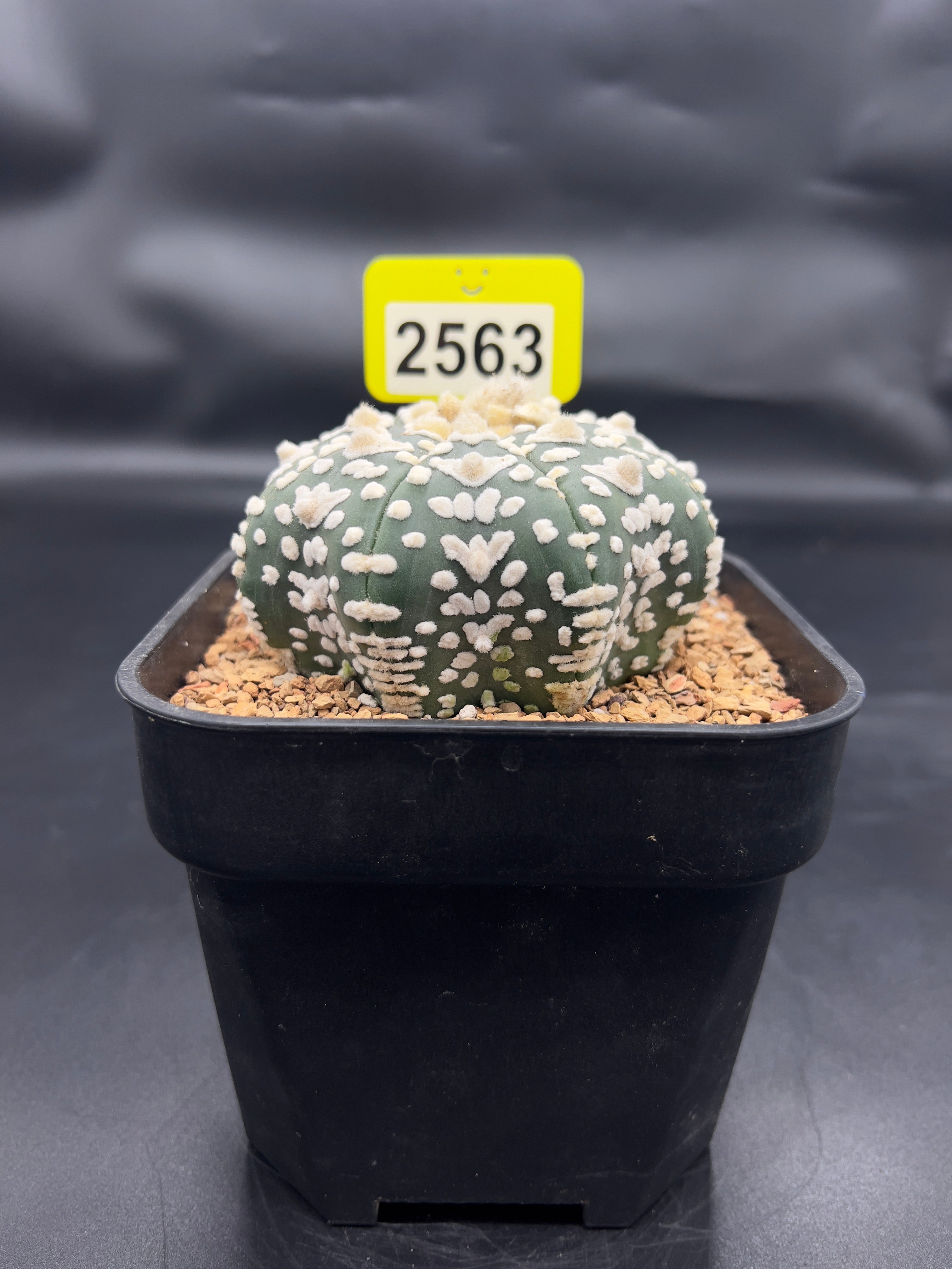Astrophytum asterias "Super Kabuto" #2563