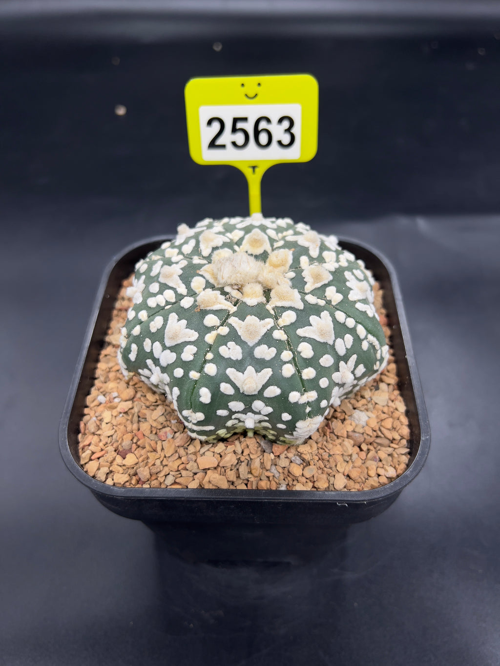 Astrophytum asterias "Super Kabuto" #2563