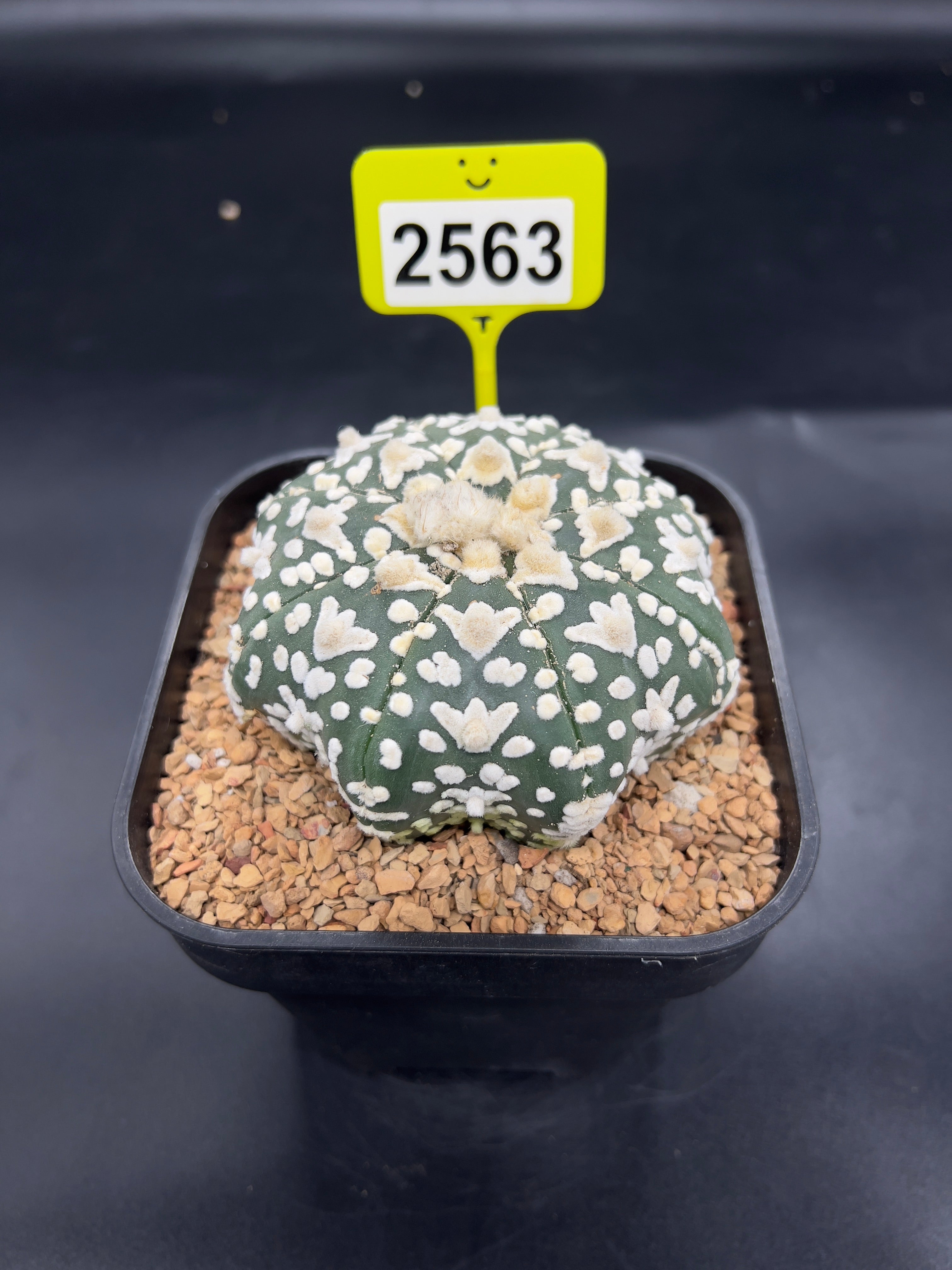 Astrophytum asterias "Super Kabuto" #2563