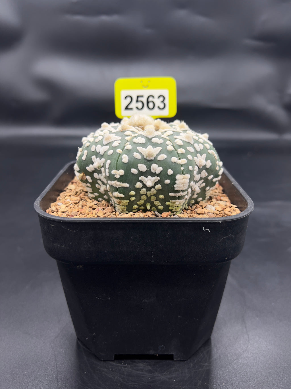 Astrophytum asterias "Super Kabuto" #2563