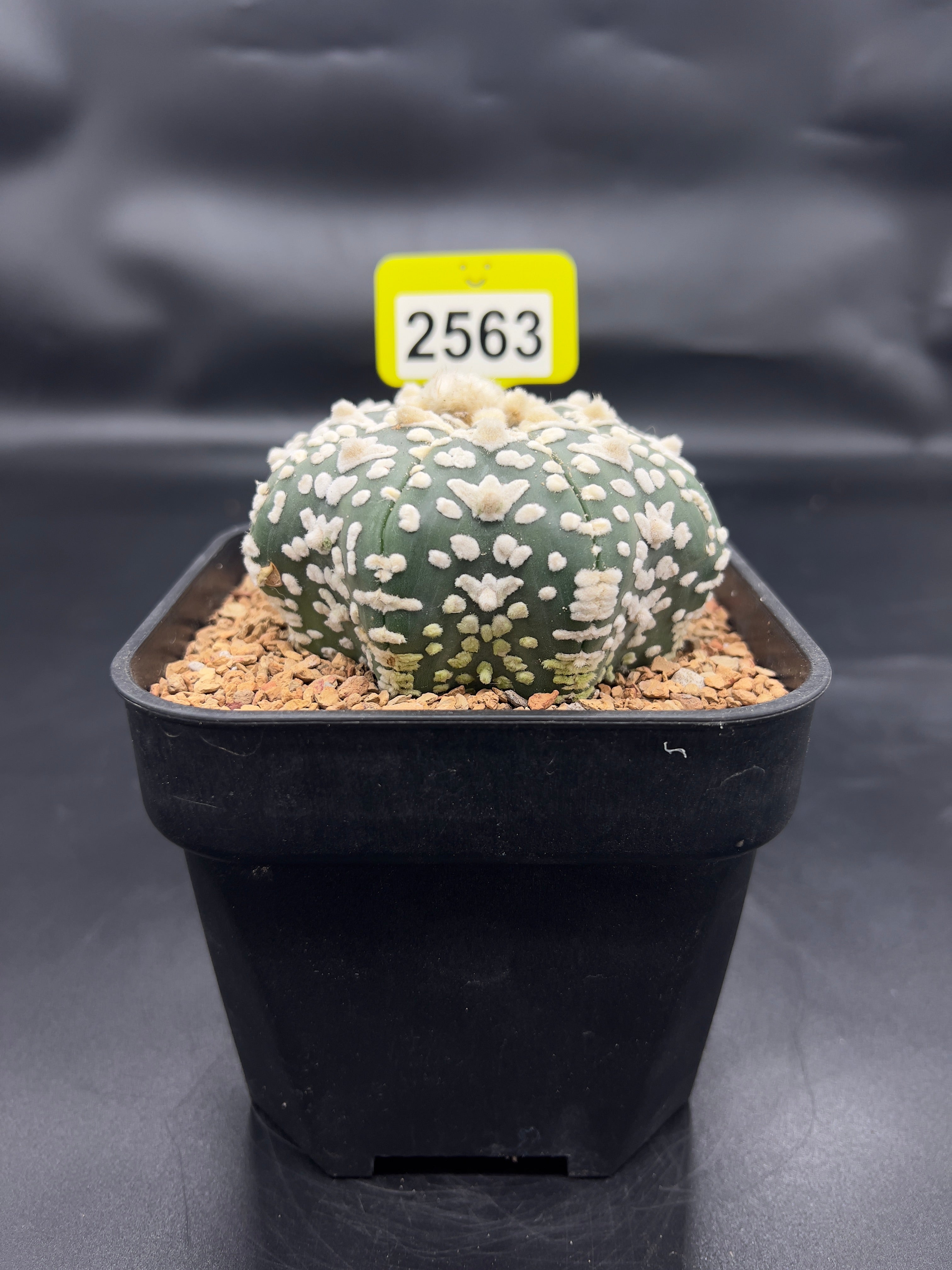 Astrophytum asterias "Super Kabuto" #2563
