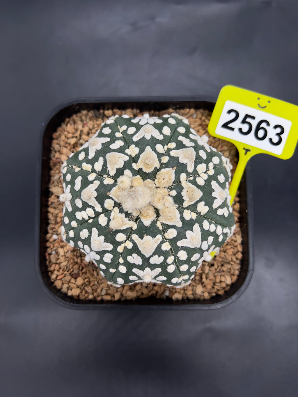 Astrophytum asterias "Super Kabuto" #2563