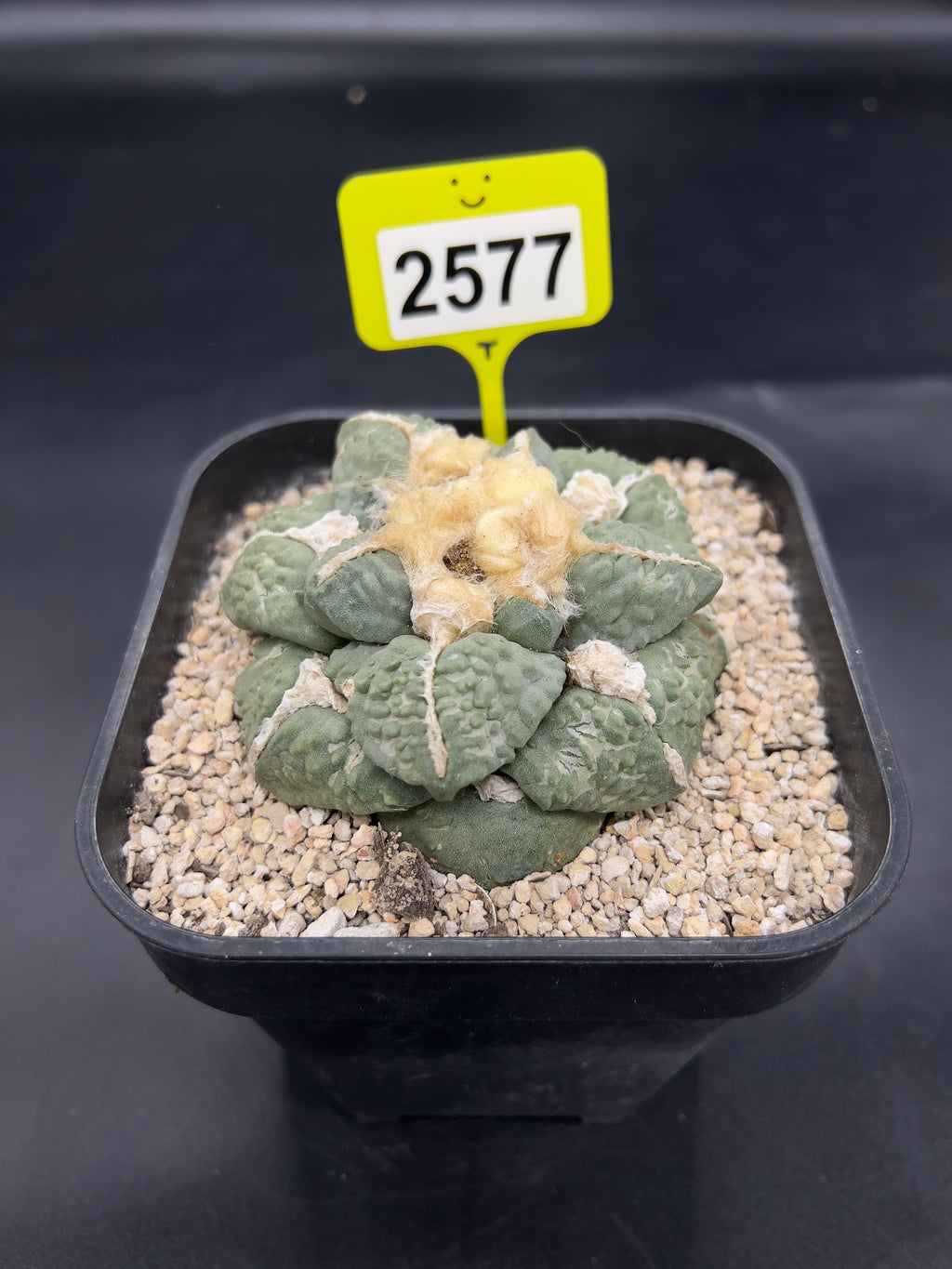Ariocarpus #2577