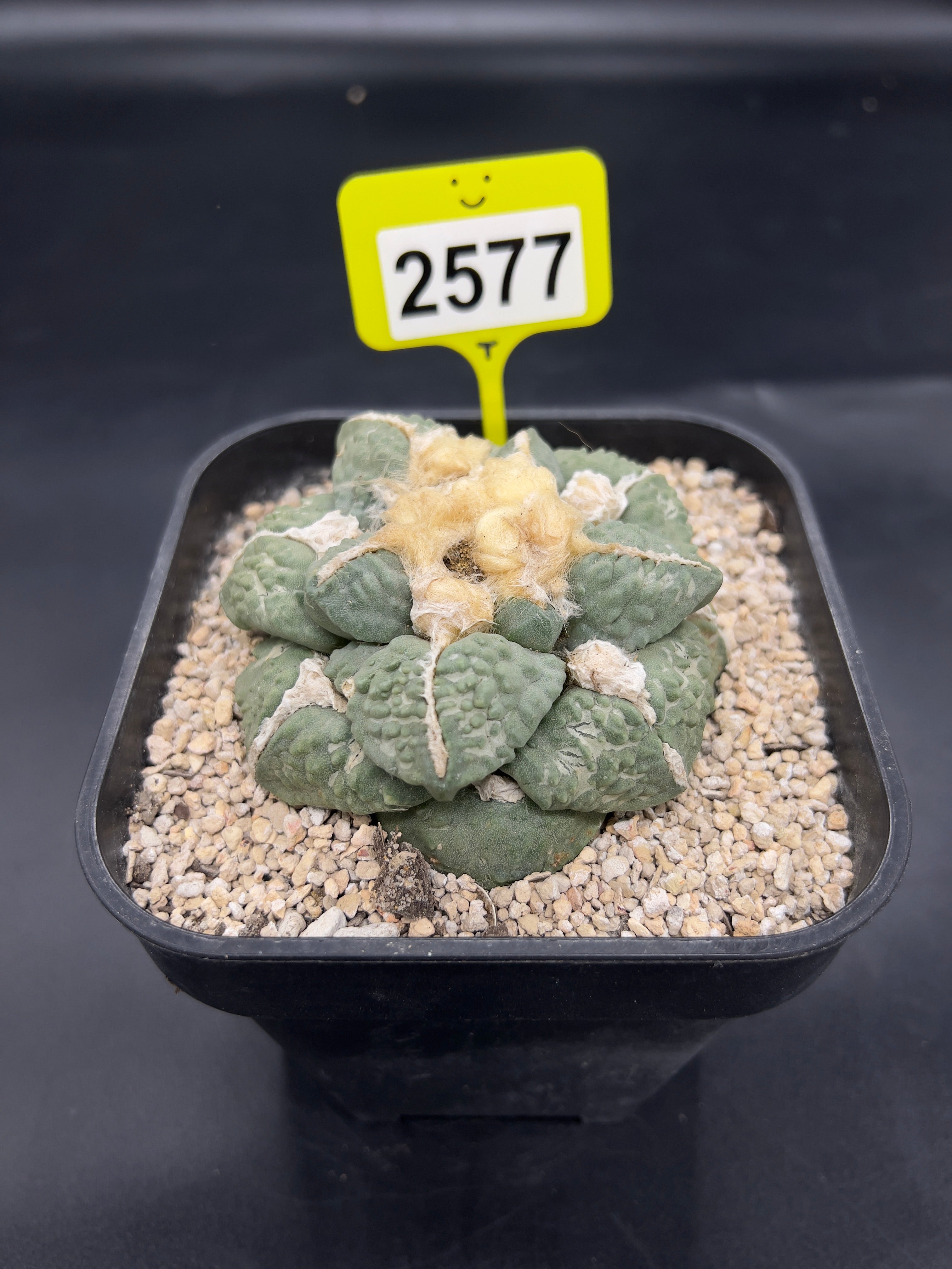 Ariocarpus #2577