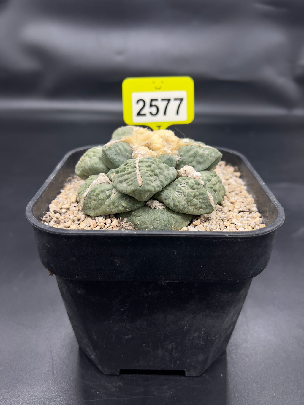 Ariocarpus #2577