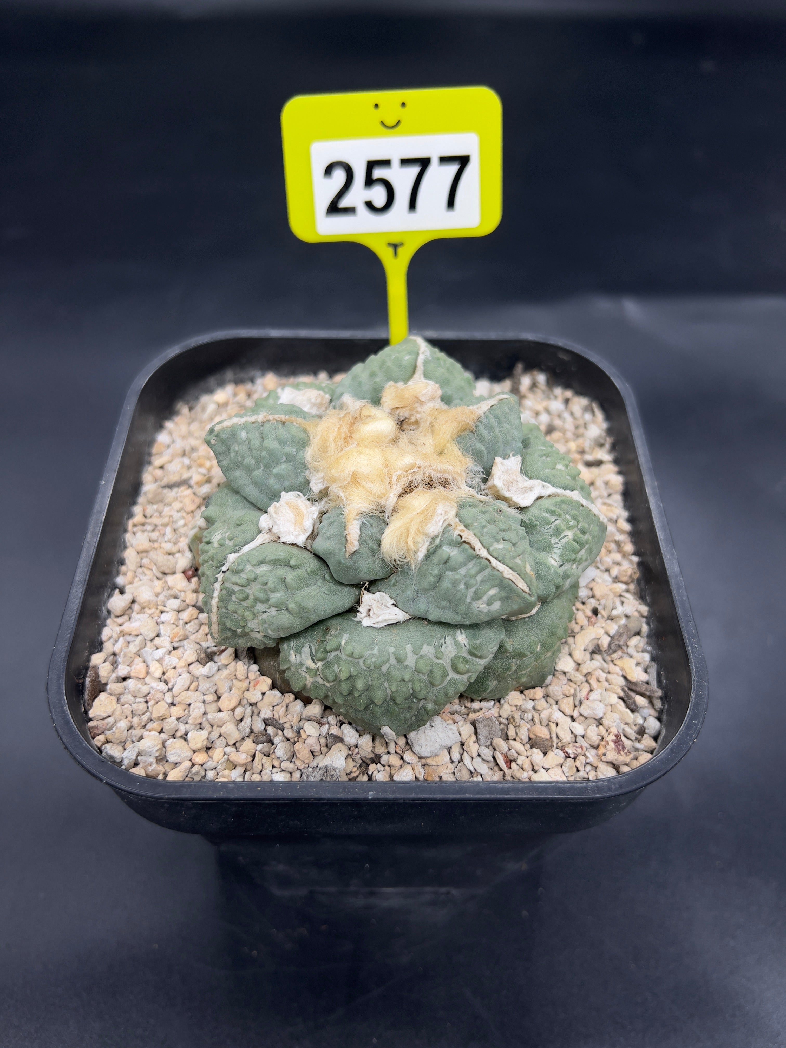 Ariocarpus #2577