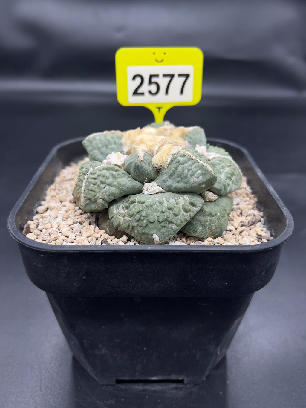 Ariocarpus #2577
