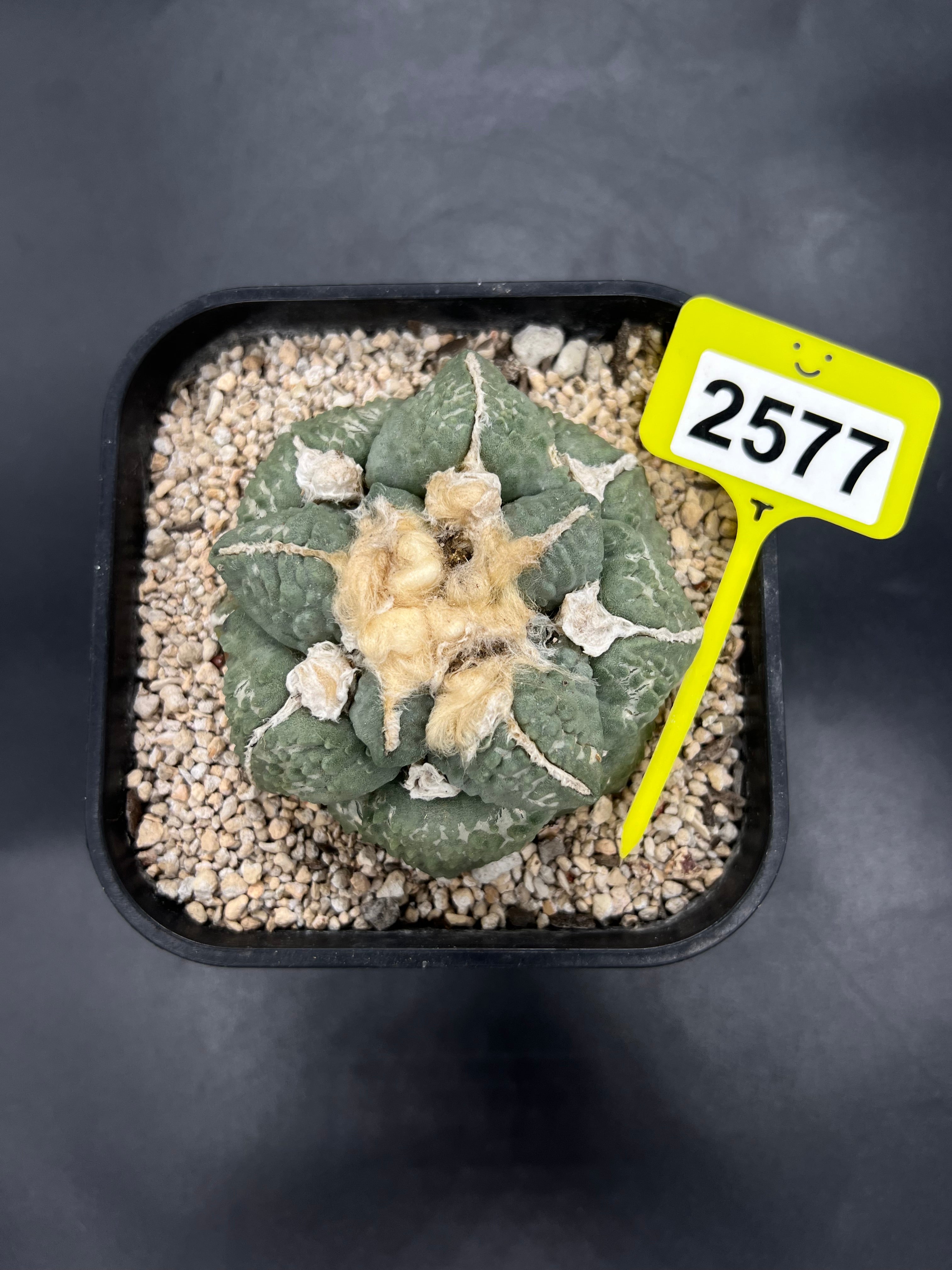 Ariocarpus #2577