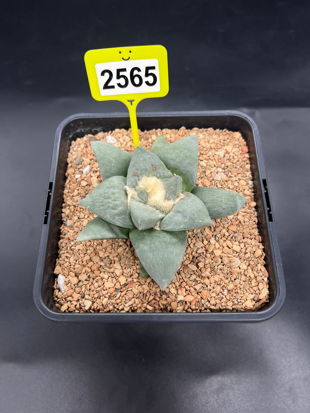 Ariocarpus retusus #2565