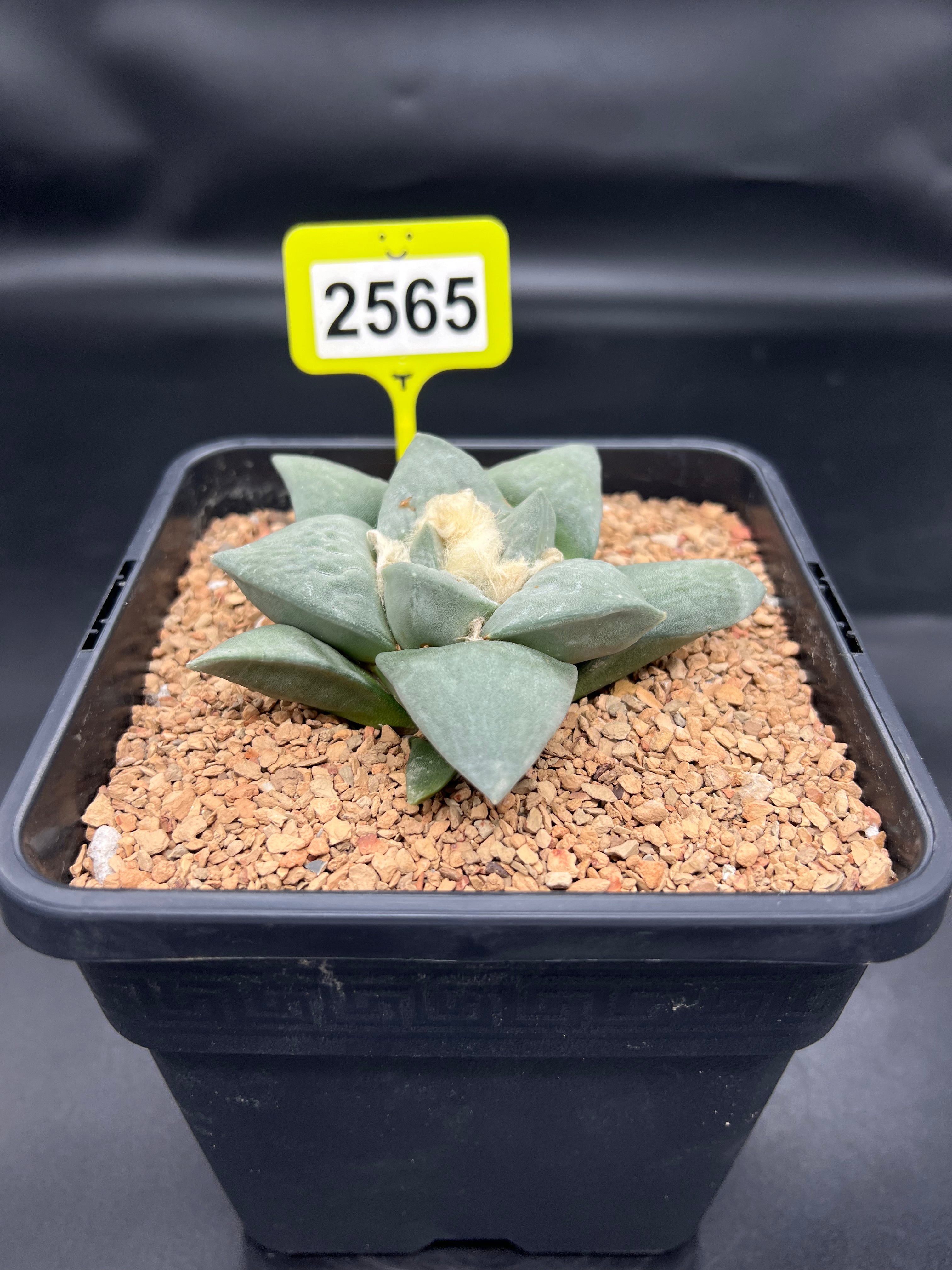 Ariocarpus retusus #2565