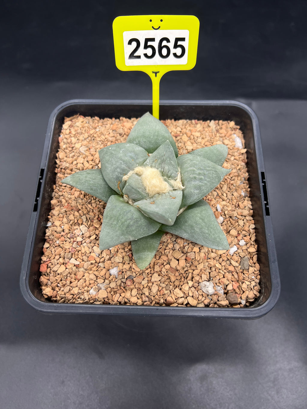 Ariocarpus retusus #2565