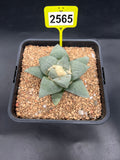 Ariocarpus retusus #2565