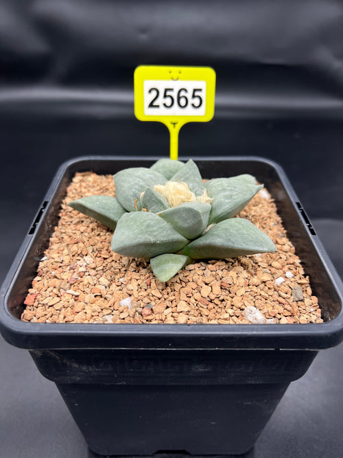 Ariocarpus retusus #2565