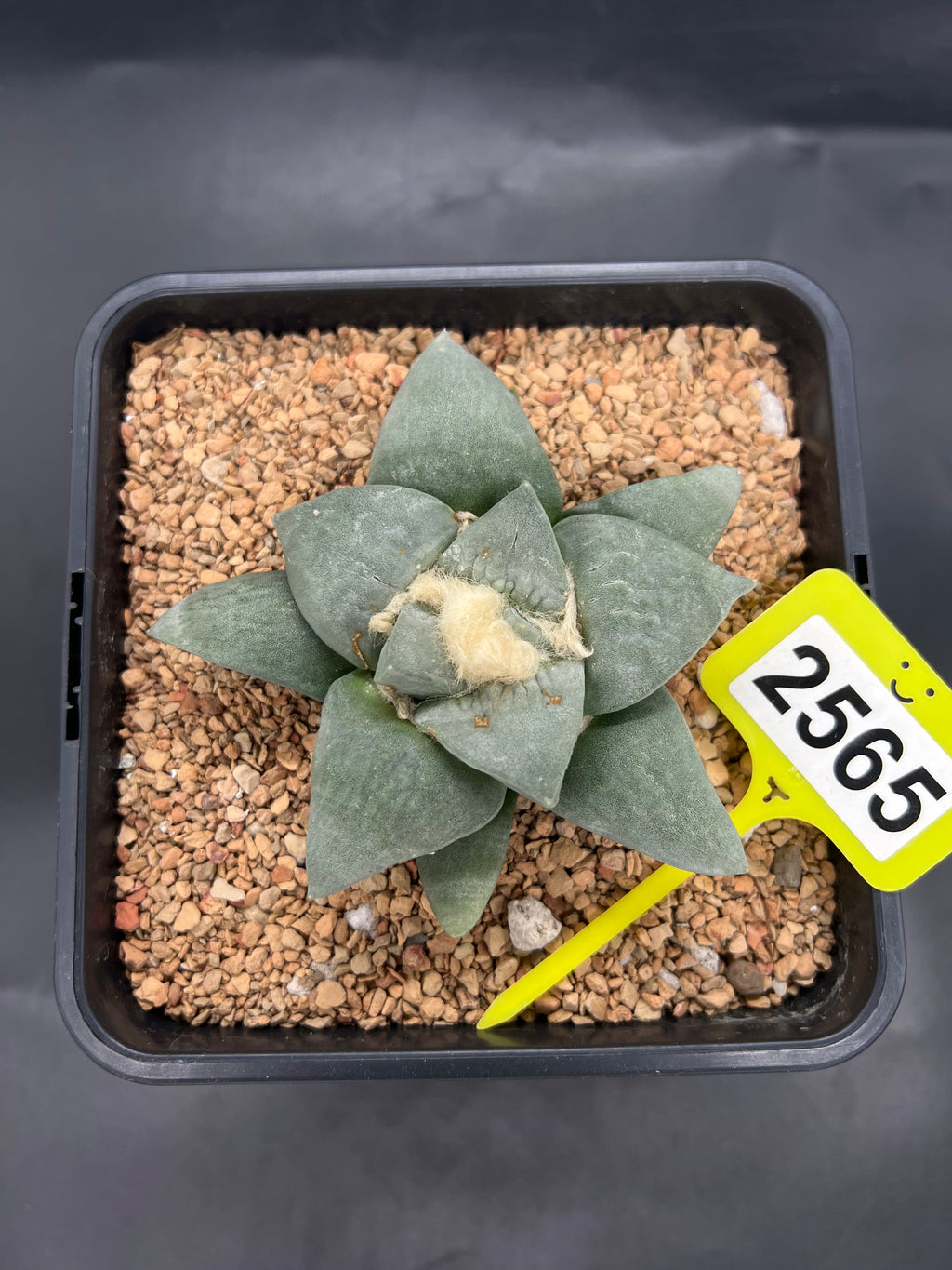 Ariocarpus retusus #2565