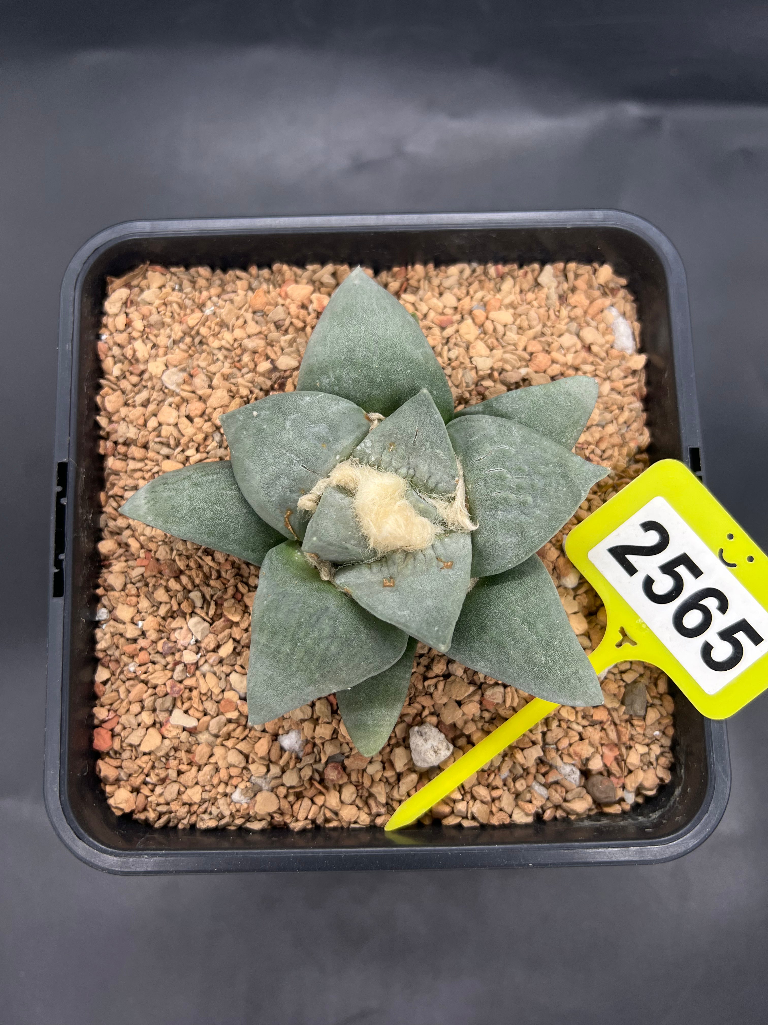 Ariocarpus retusus #2565
