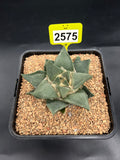 Ariocarpus retusus #2575