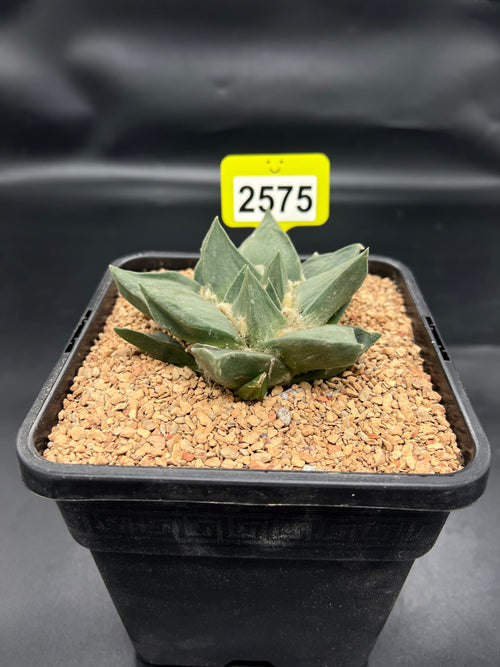 Ariocarpus retusus #2575