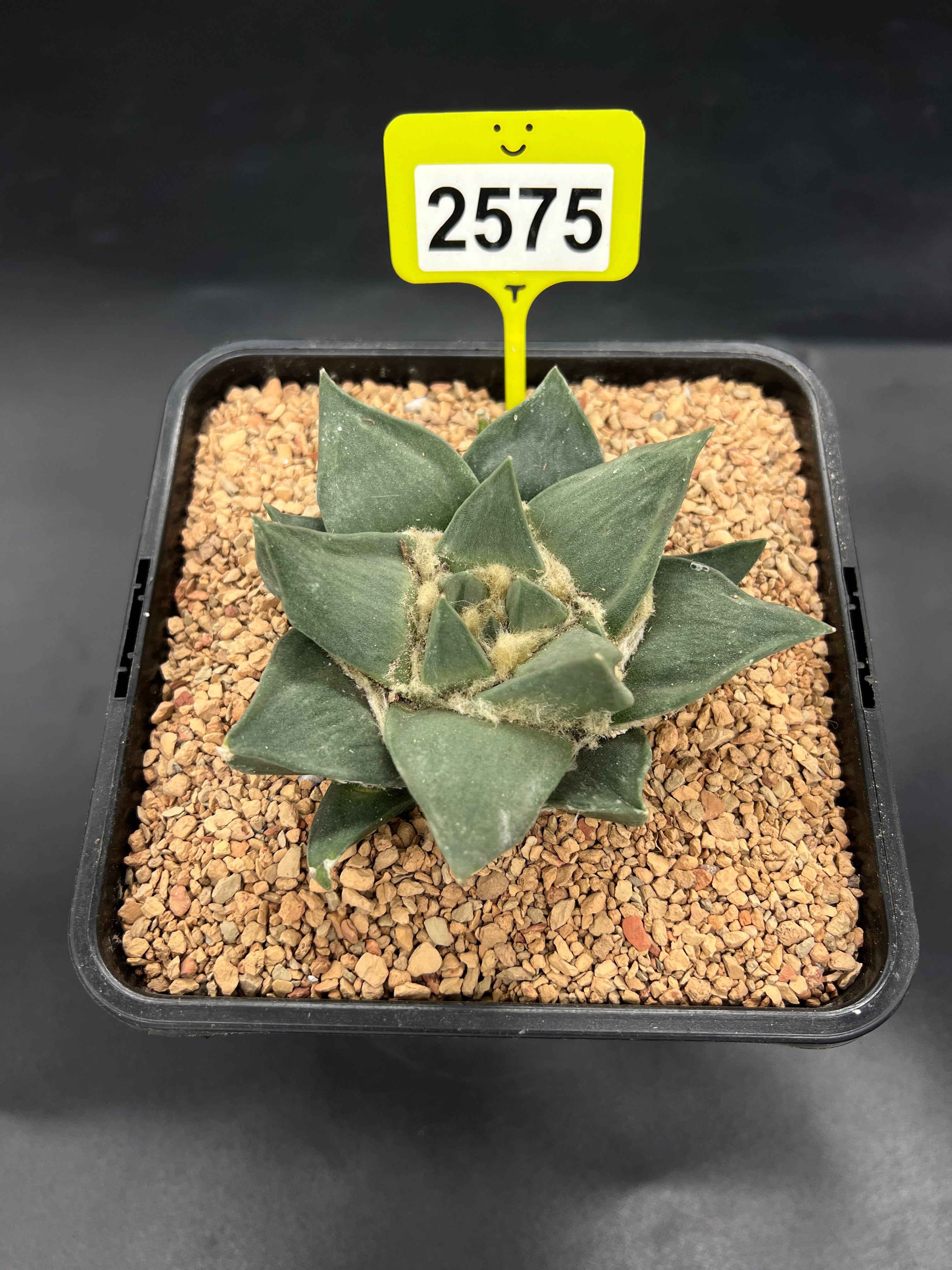 Ariocarpus retusus #2575