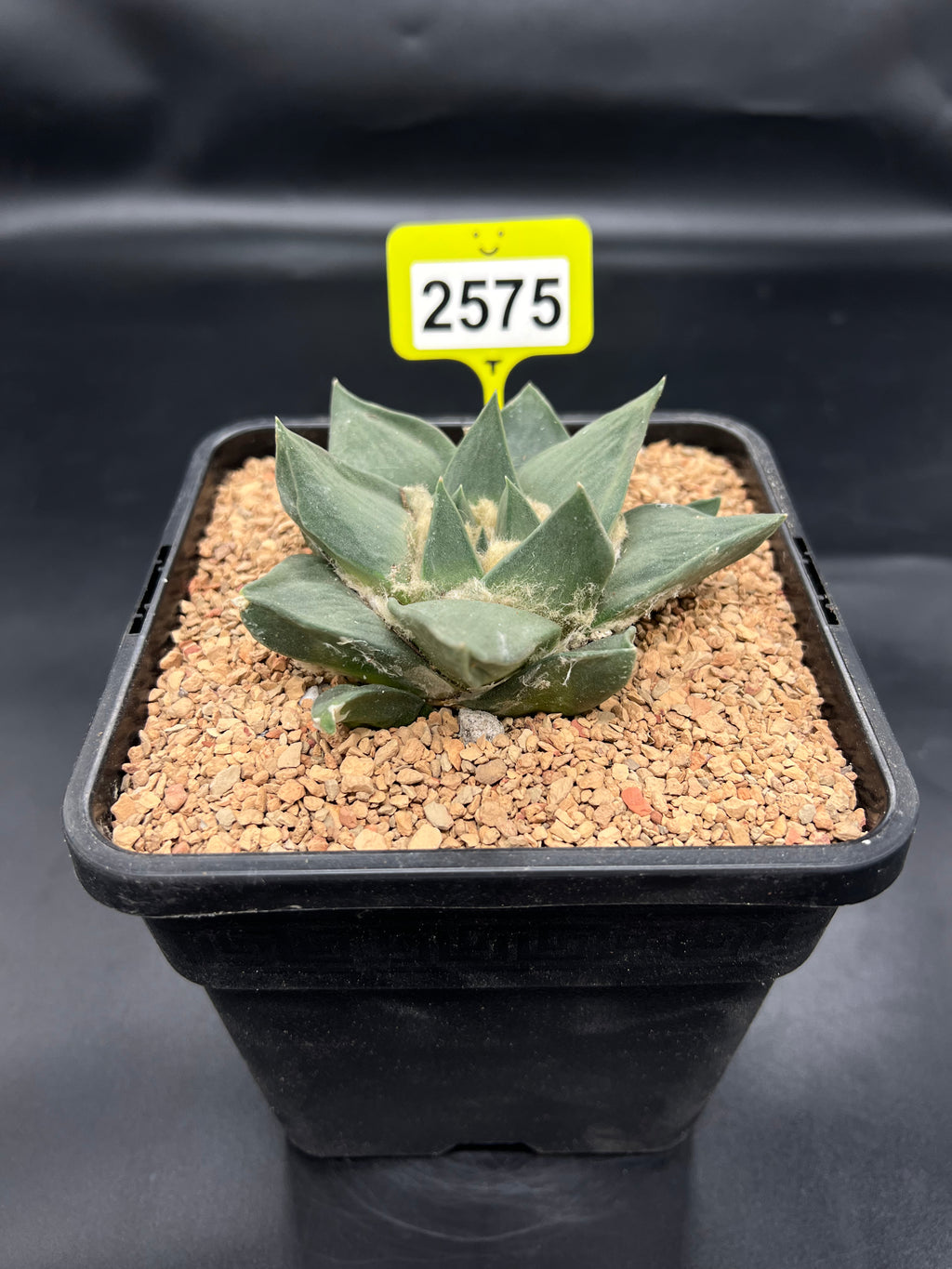 Ariocarpus retusus #2575