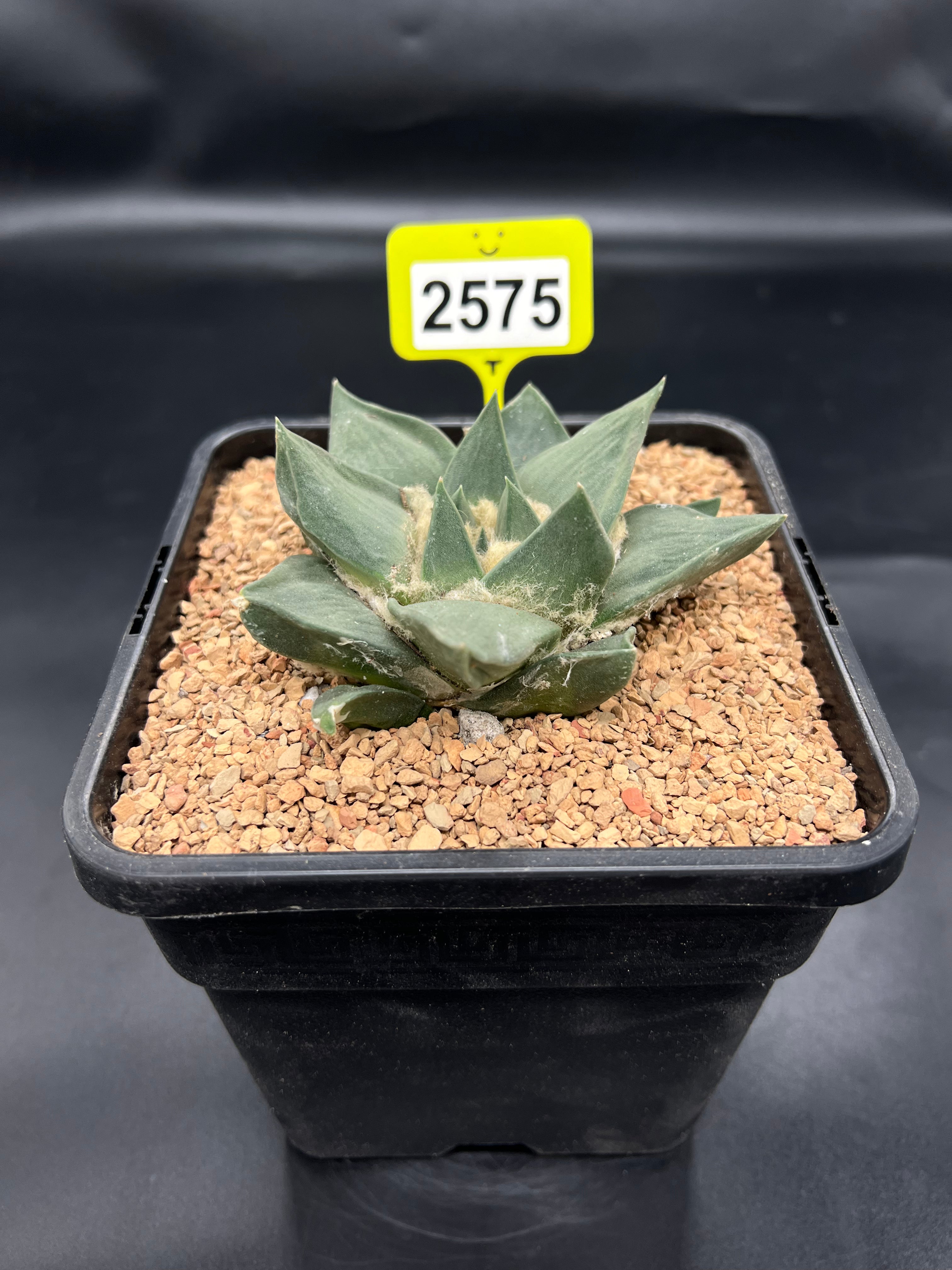 Ariocarpus retusus #2575