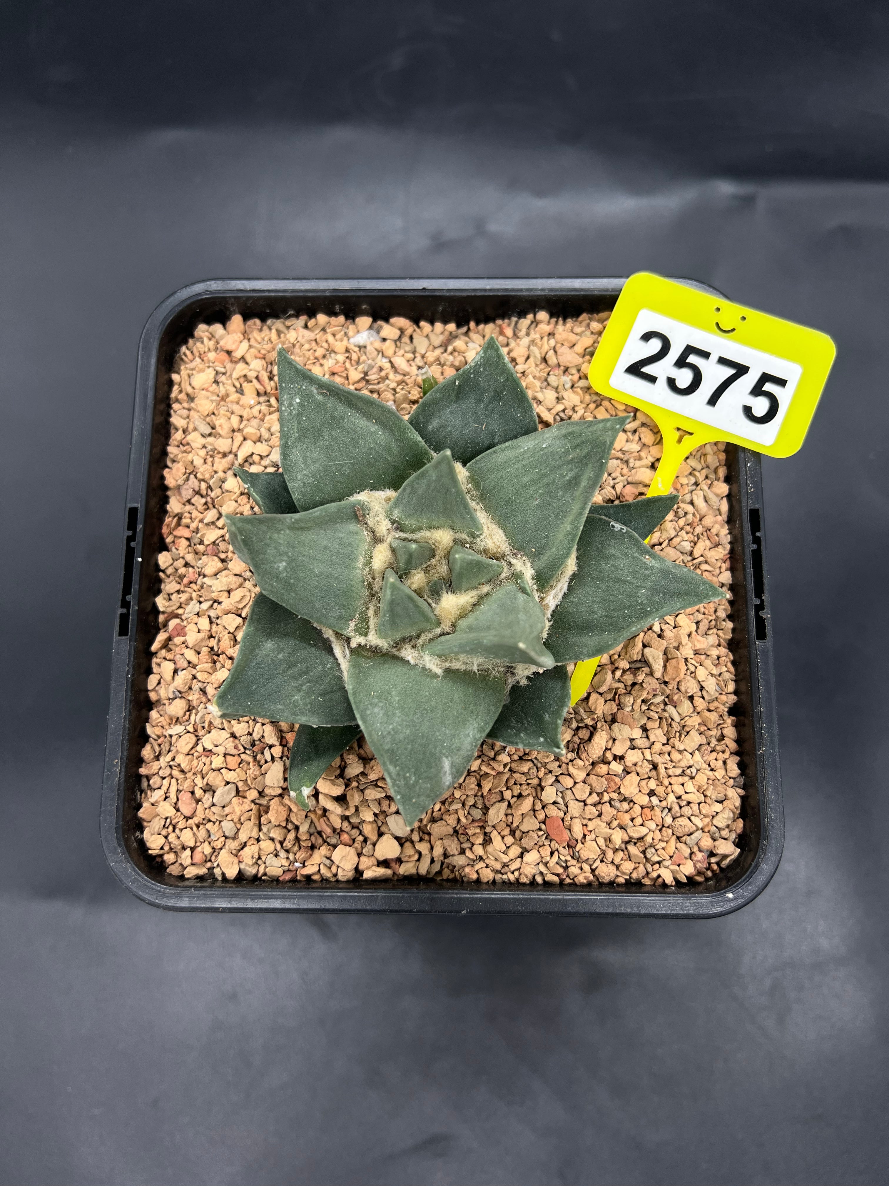 Ariocarpus retusus #2575