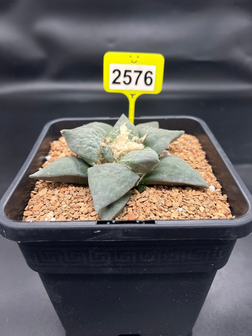 Ariocarpus retusus #2576