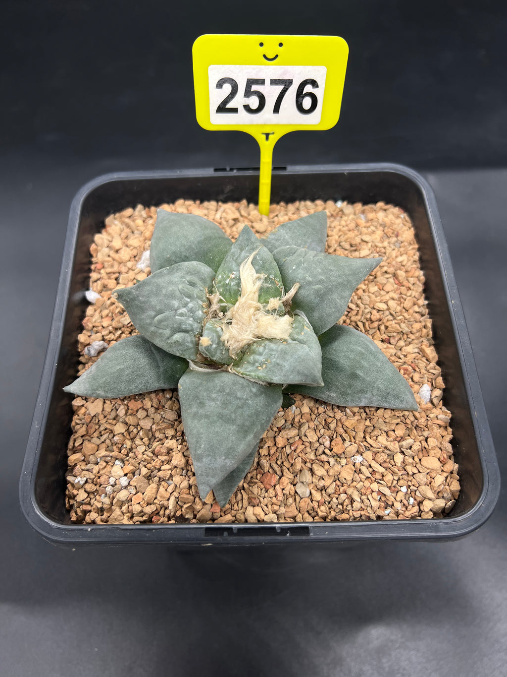Ariocarpus retusus #2576