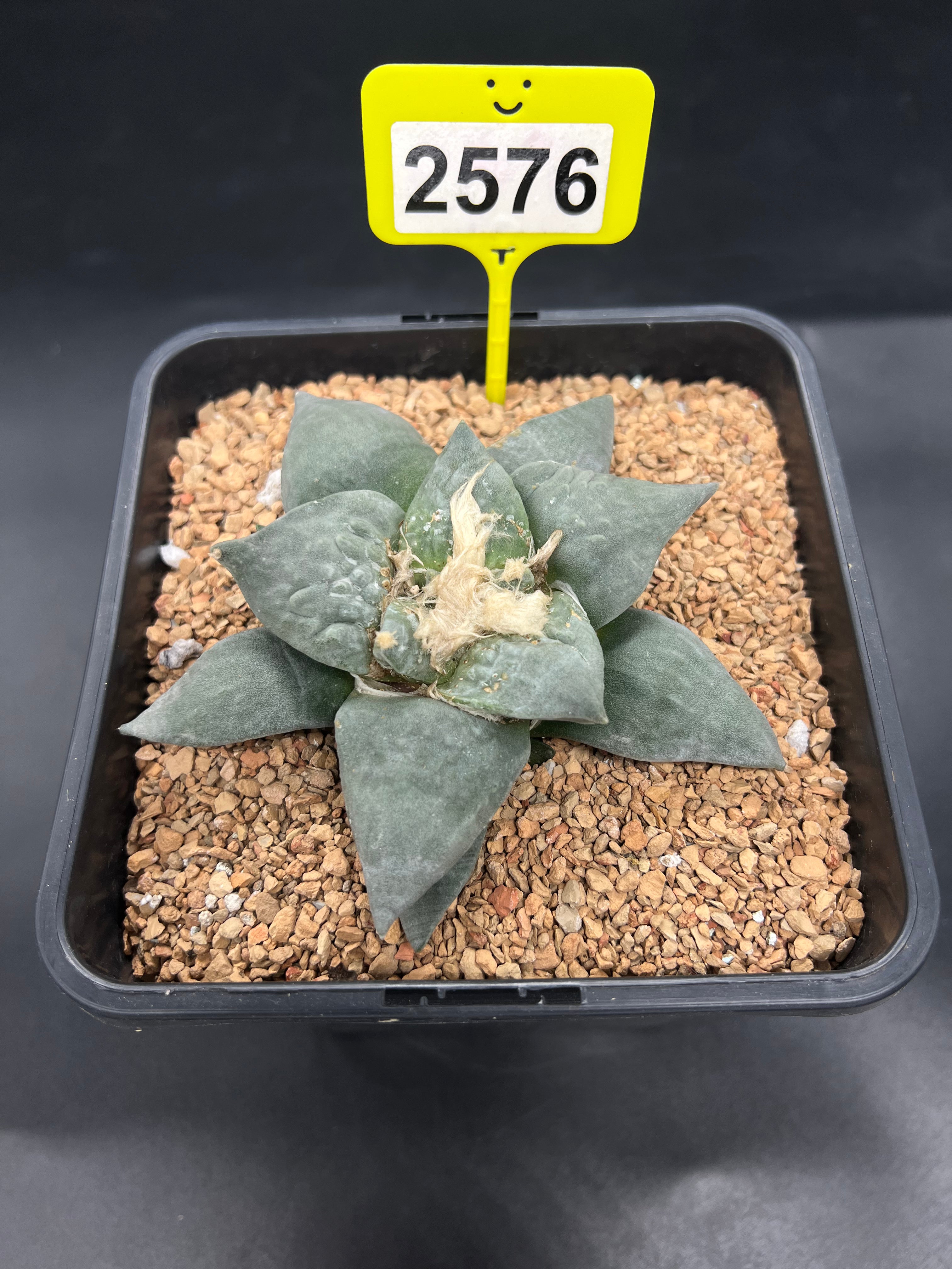 Ariocarpus retusus #2576