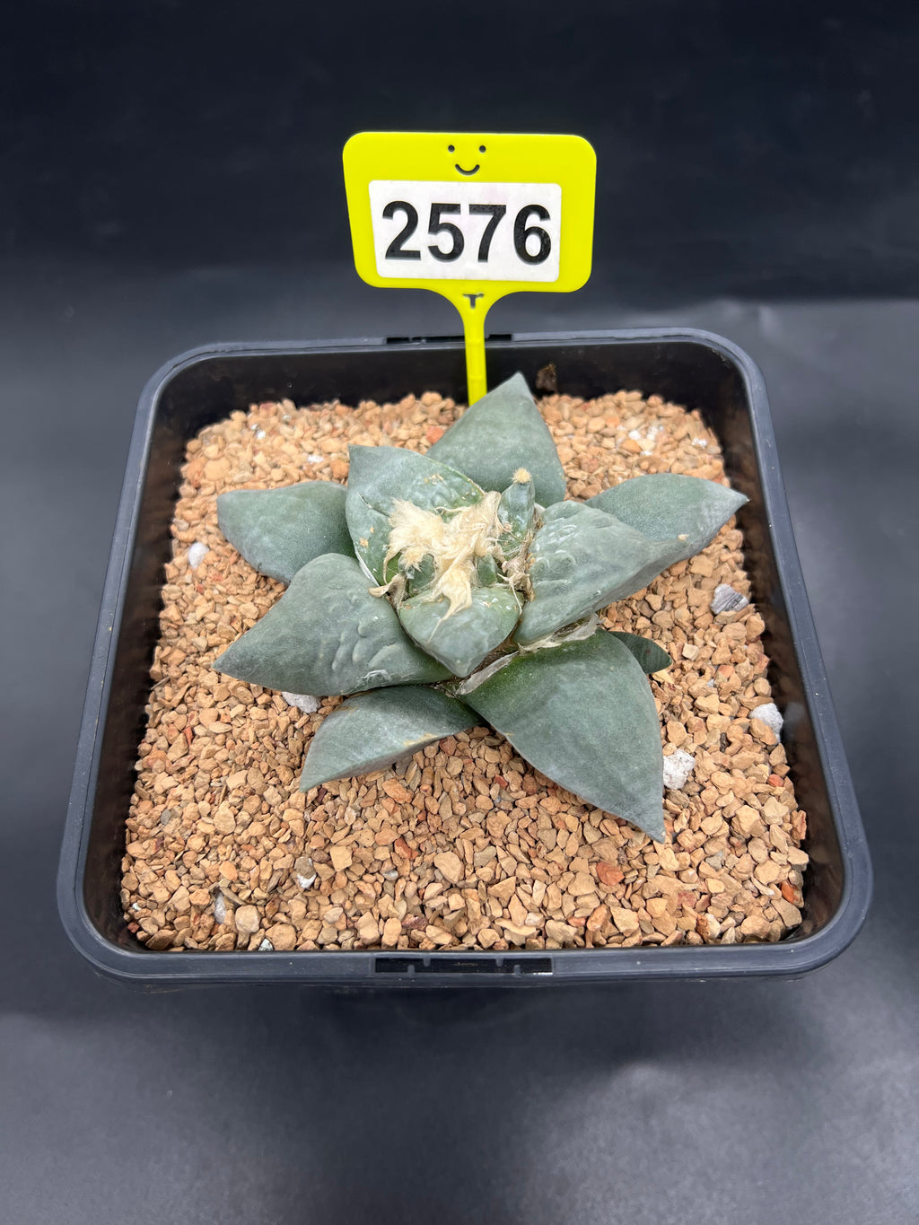 Ariocarpus retusus #2576