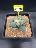 Ariocarpus retusus #2576