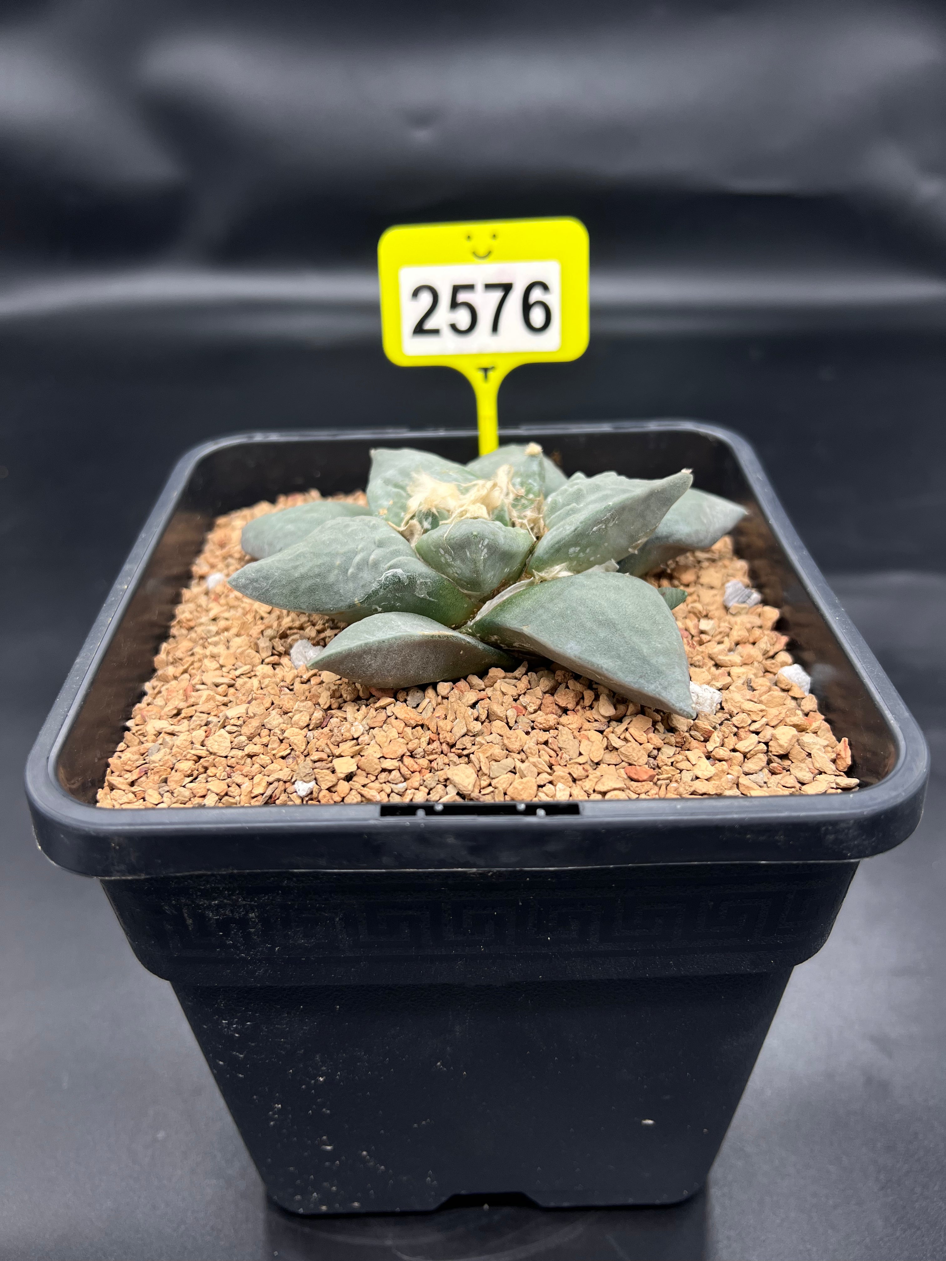 Ariocarpus retusus #2576