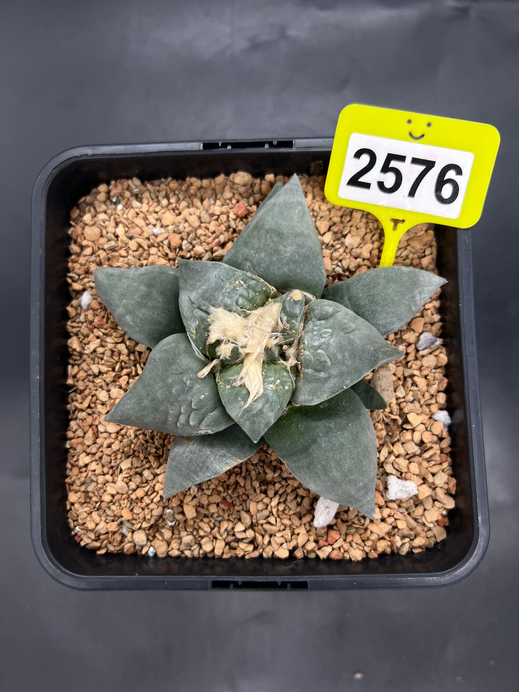 Ariocarpus retusus #2576