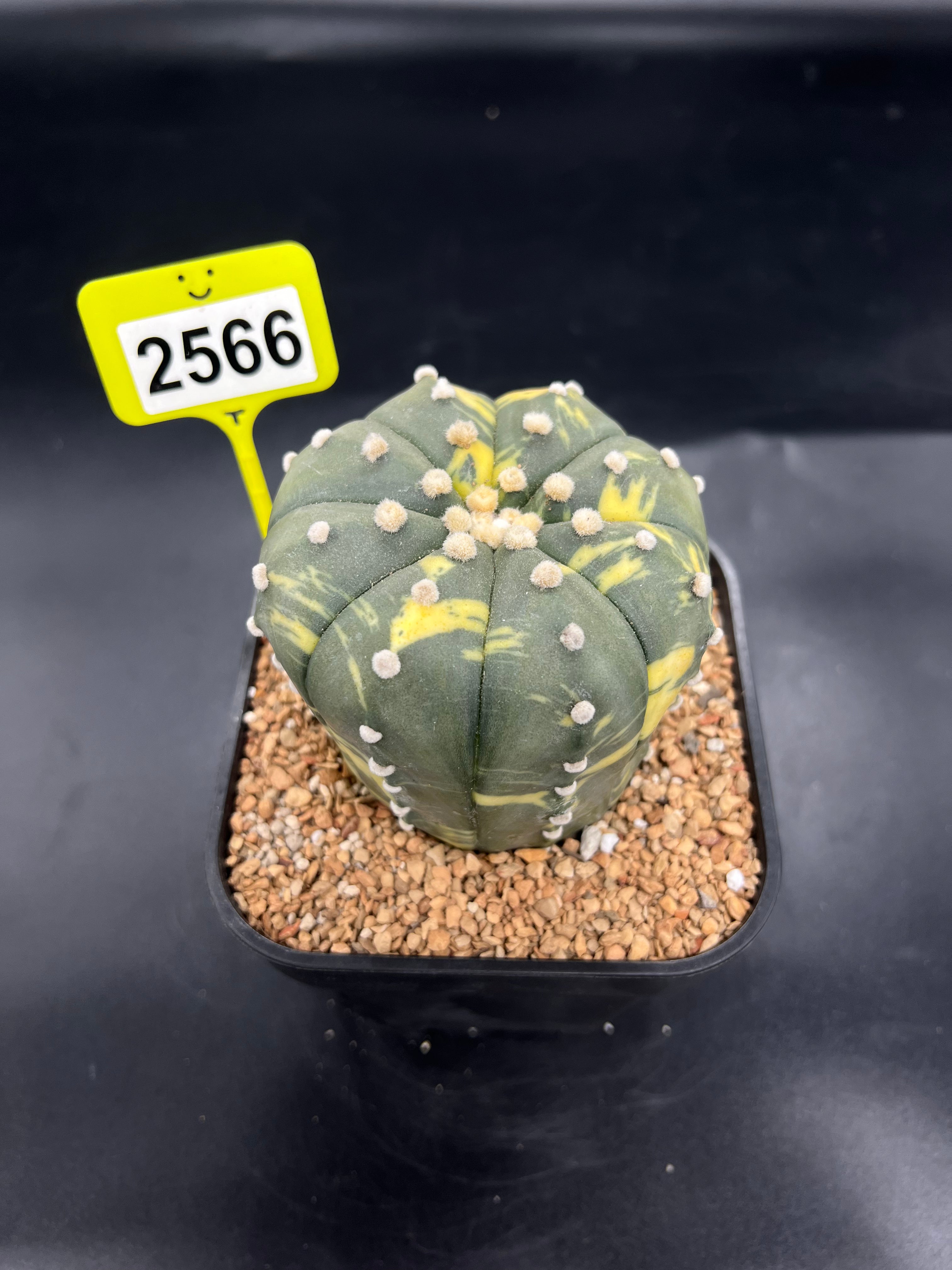 Variegated Astrophytum asterias #2566