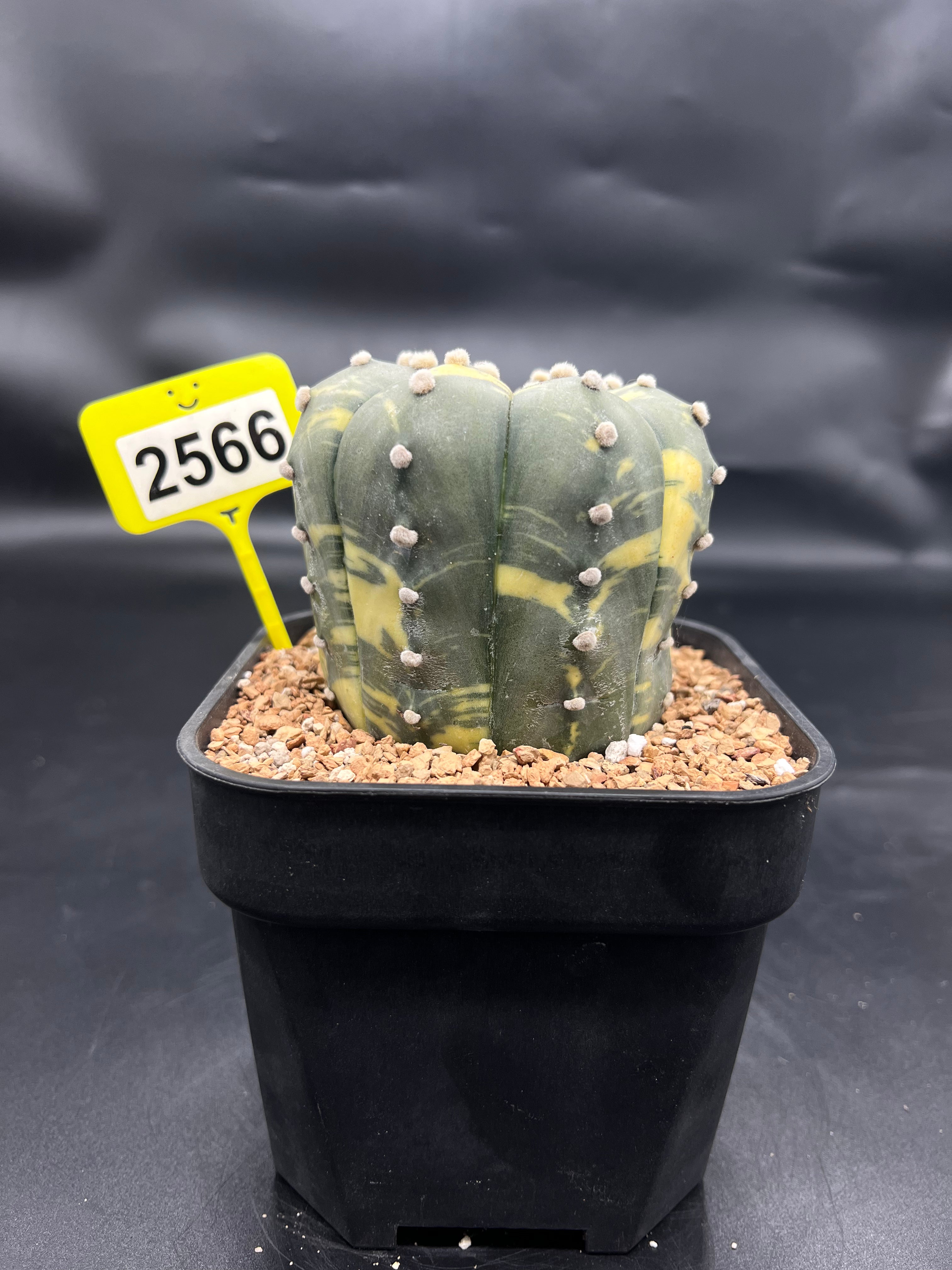Variegated Astrophytum asterias #2566
