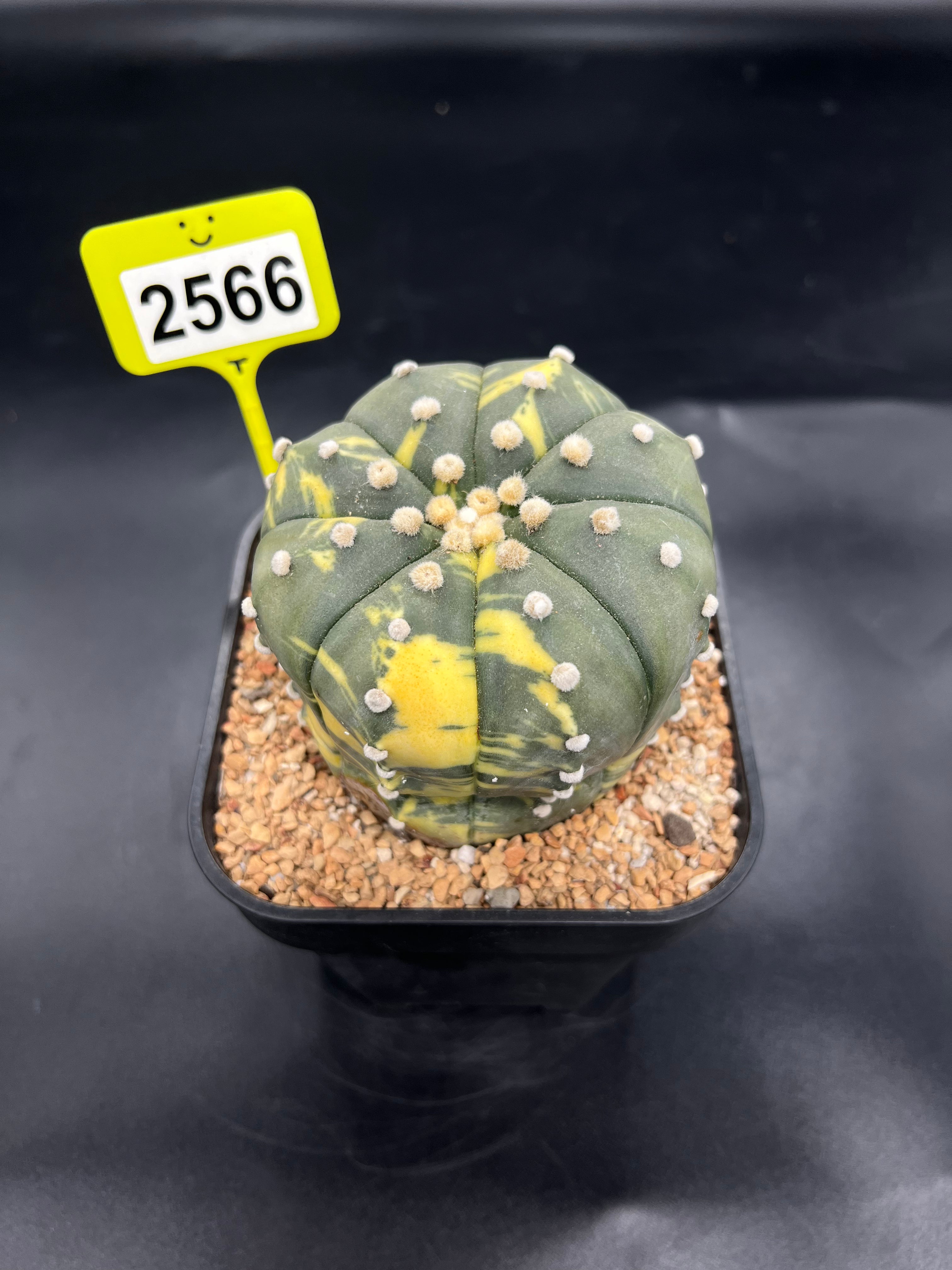 Variegated Astrophytum asterias #2566
