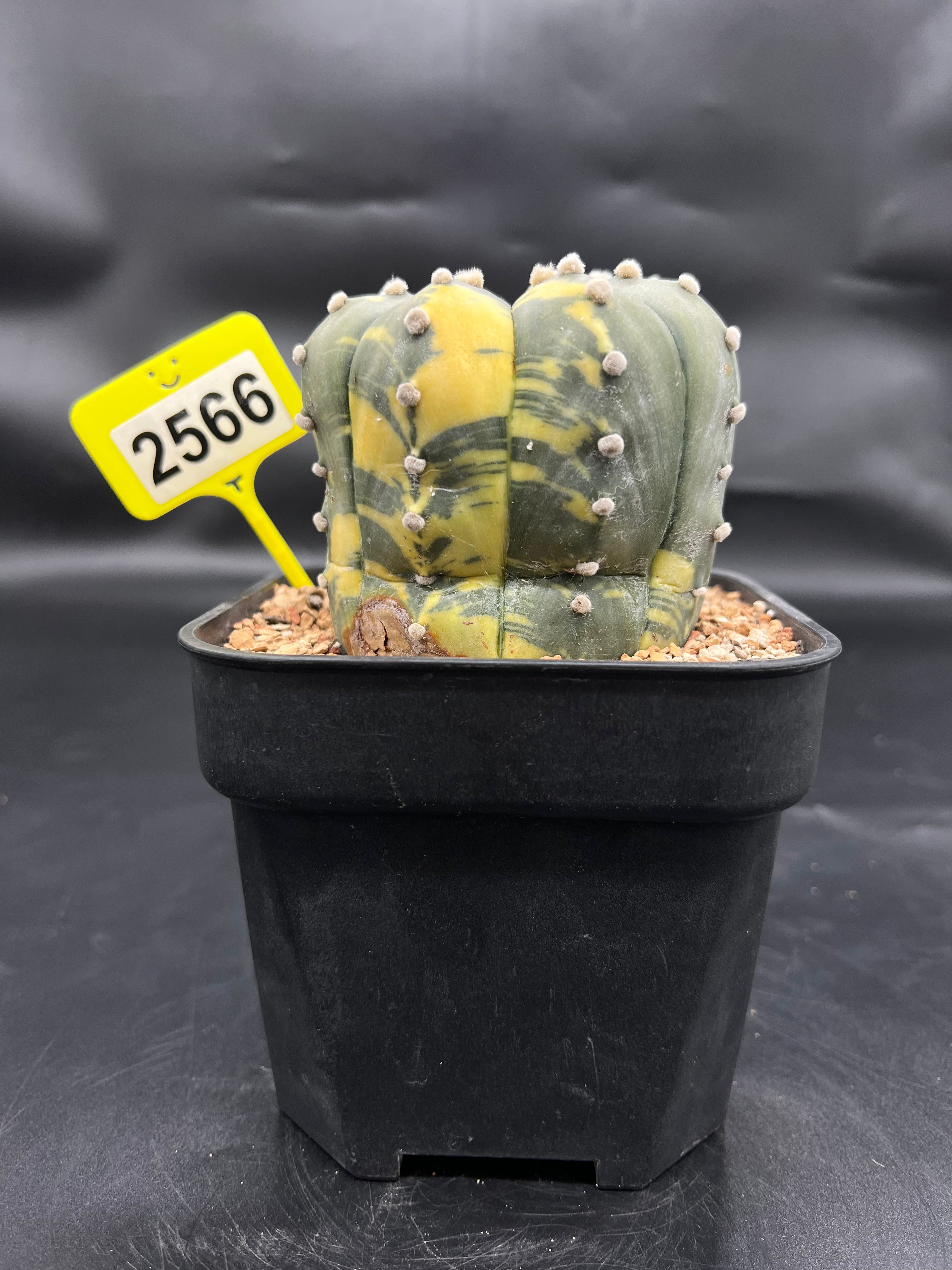 Variegated Astrophytum asterias #2566