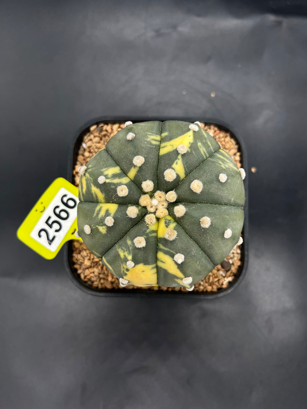 Variegated Astrophytum asterias #2566