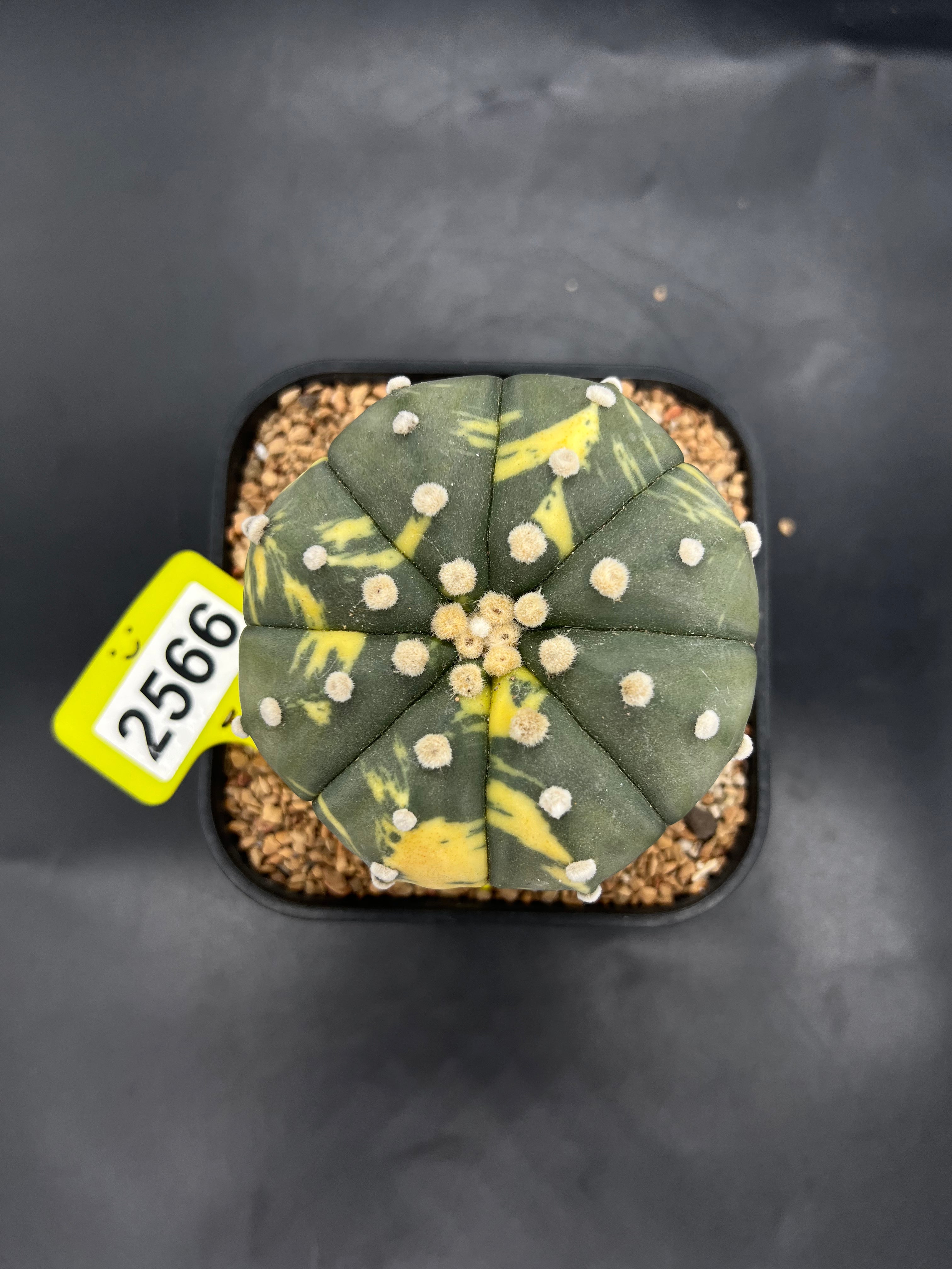 Variegated Astrophytum asterias #2566