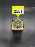 Frailea castanea #2581