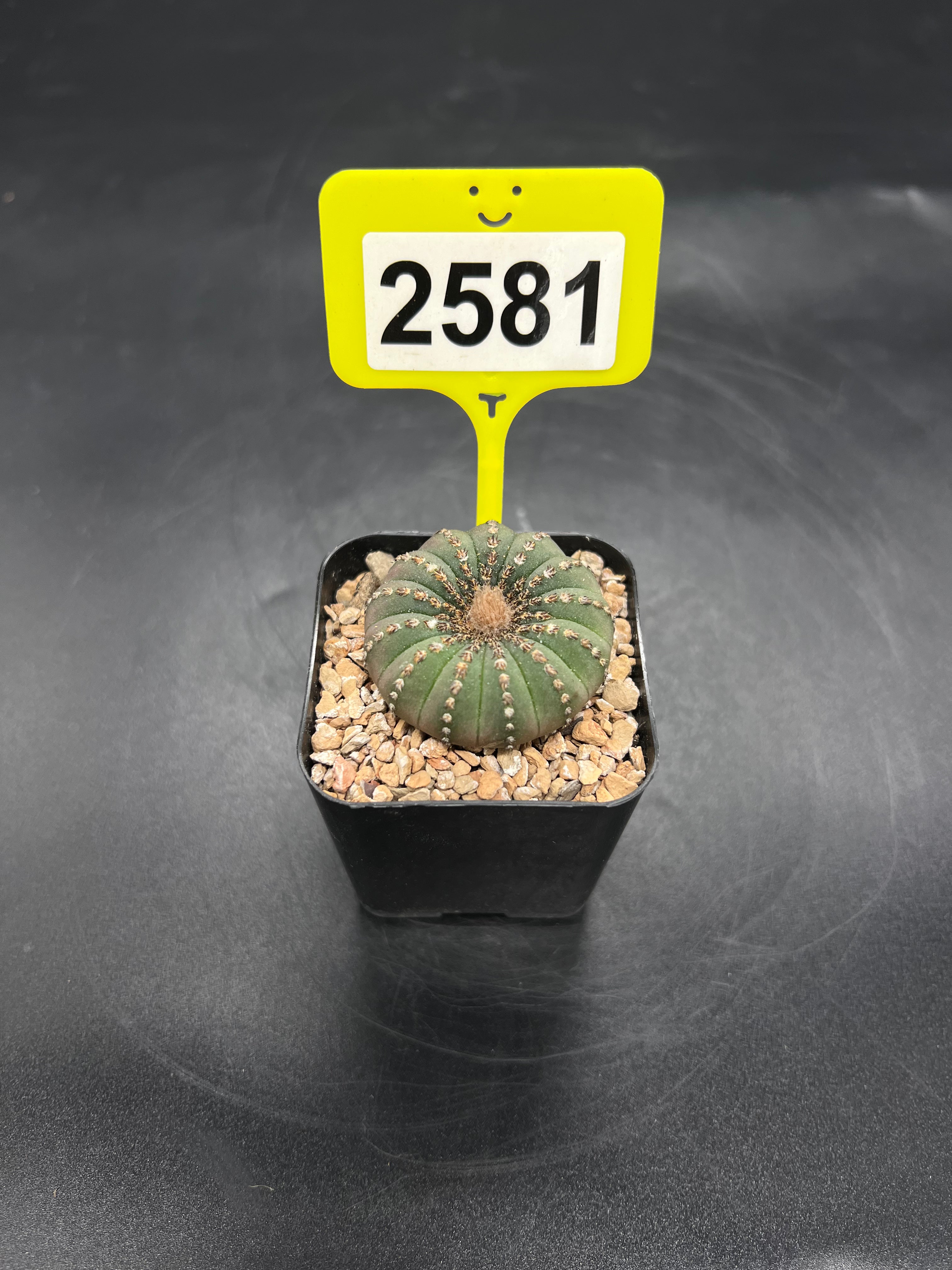 Frailea castanea #2581
