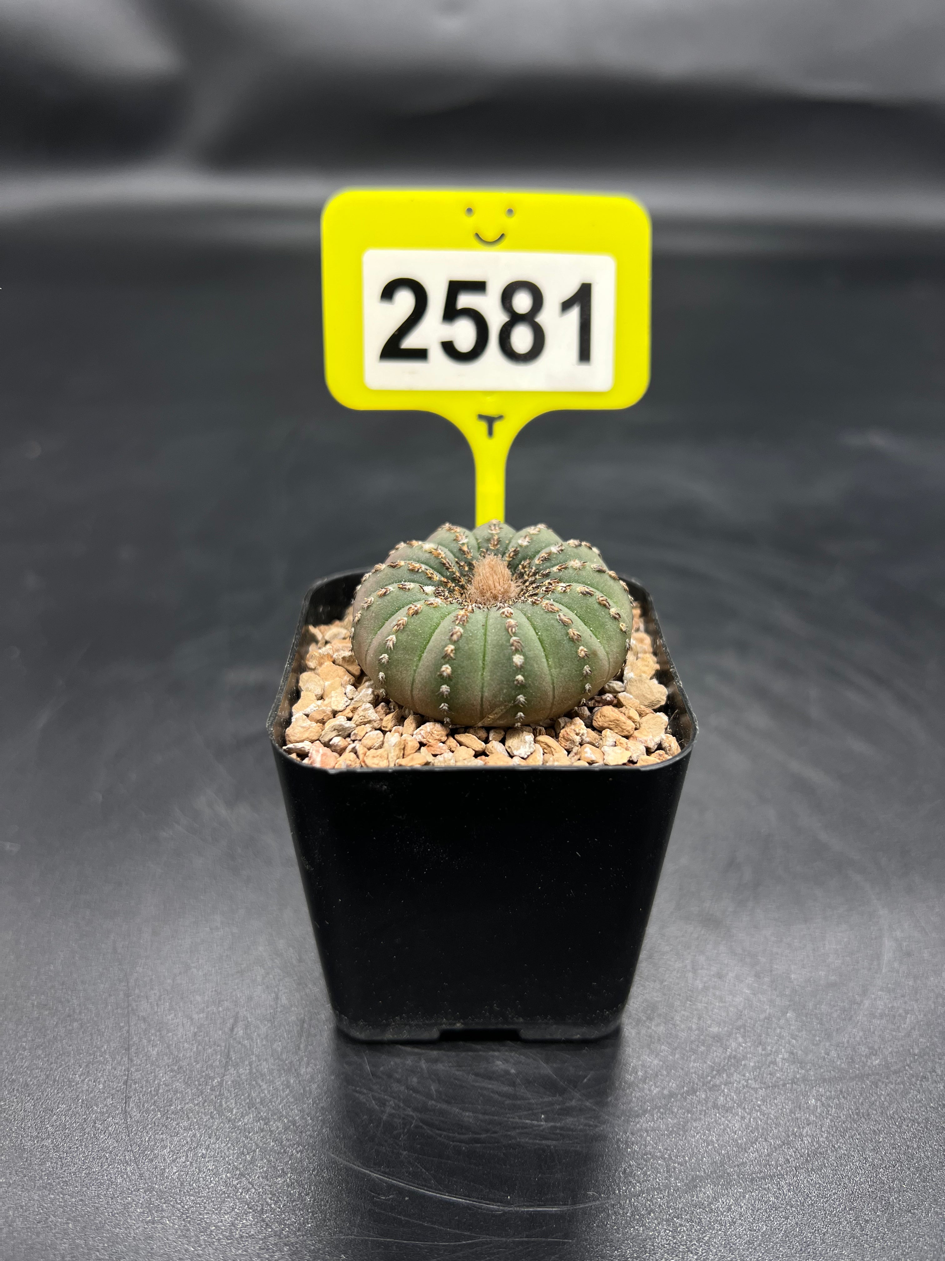 Frailea castanea #2581