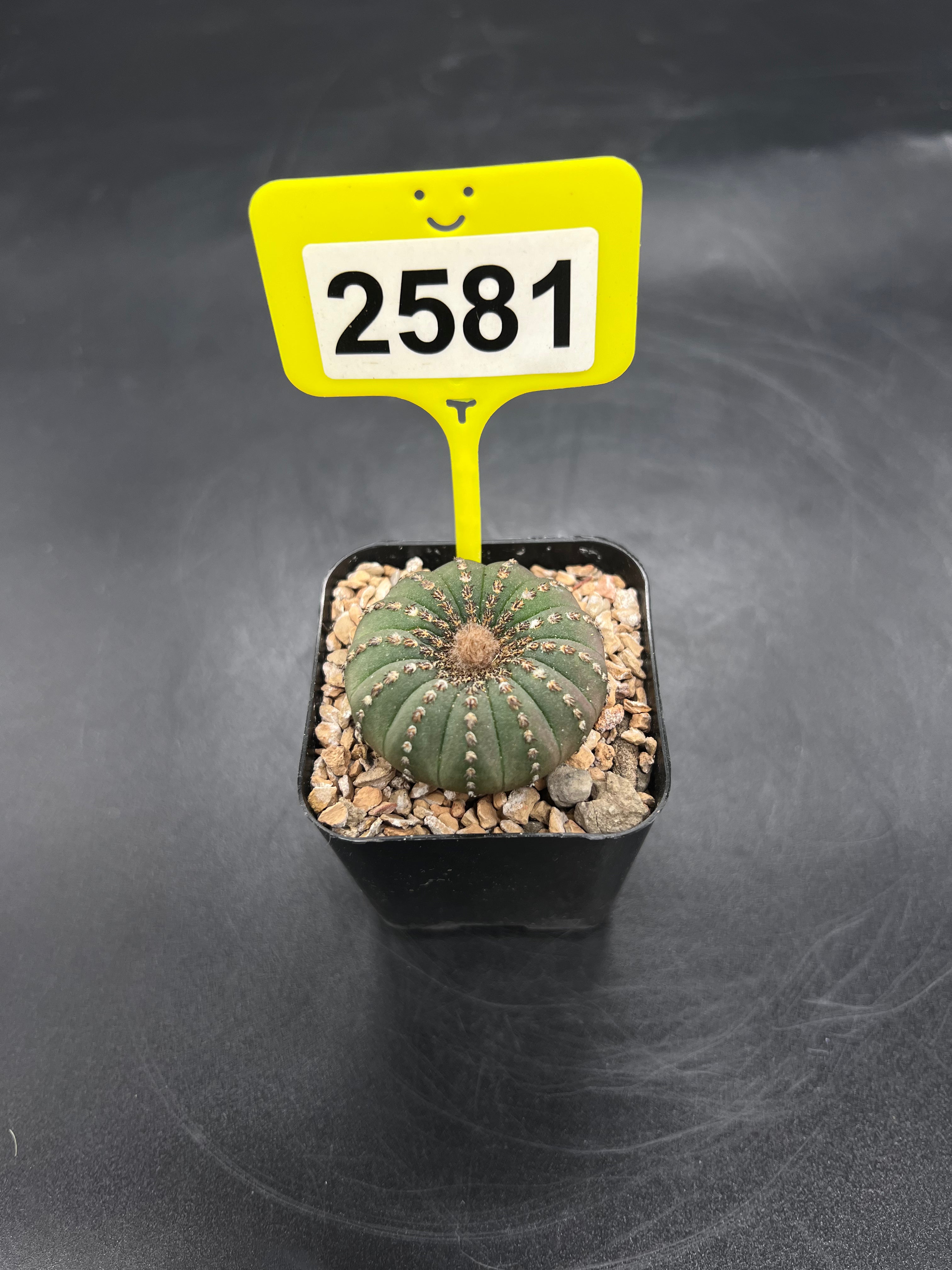 Frailea castanea #2581