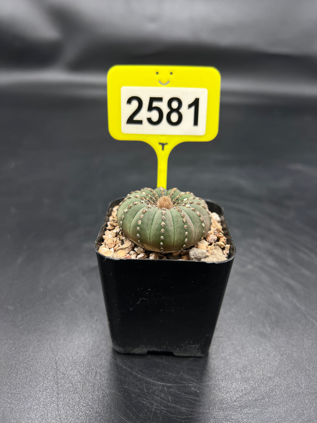 Frailea castanea #2581