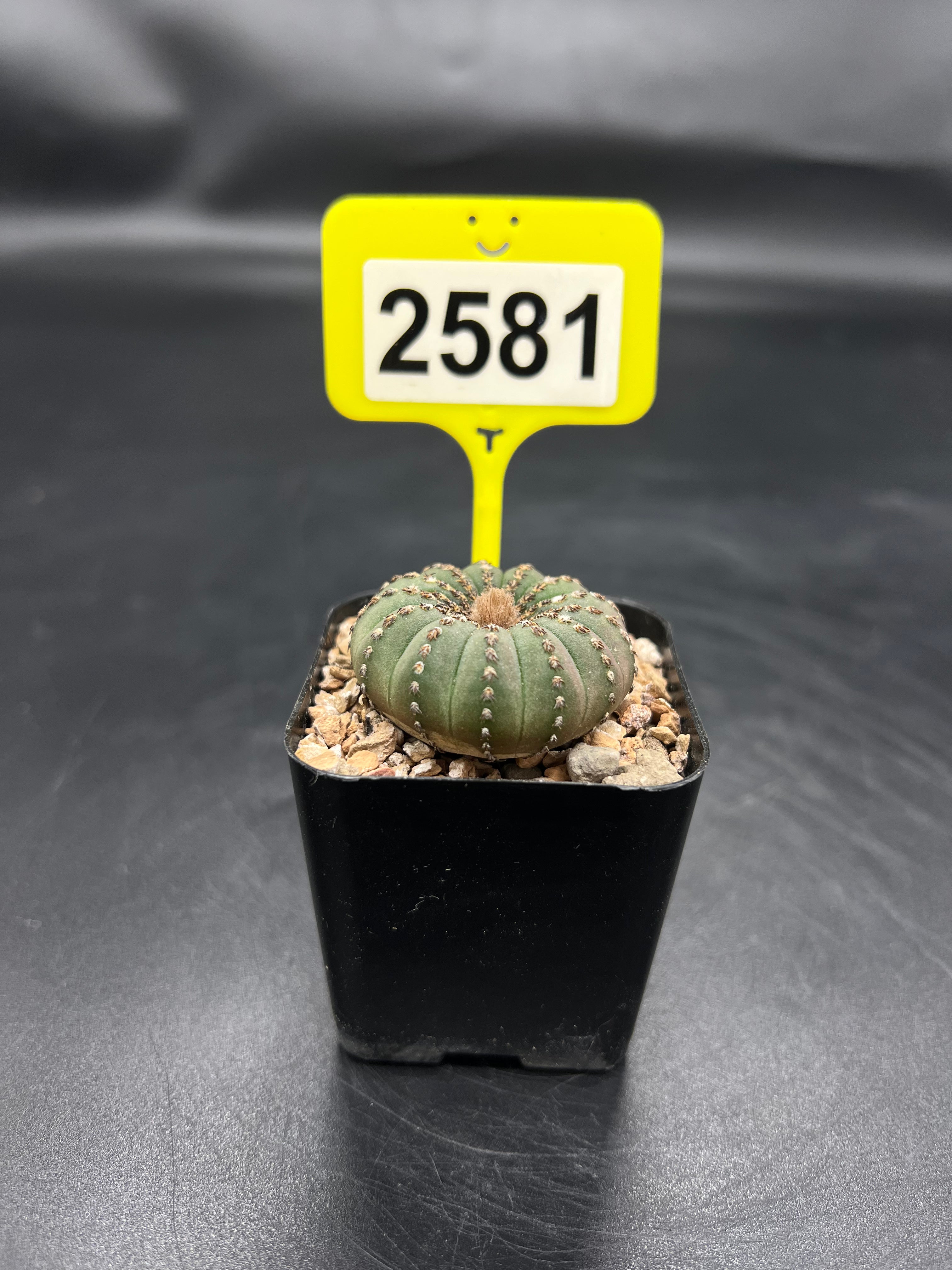 Frailea castanea #2581